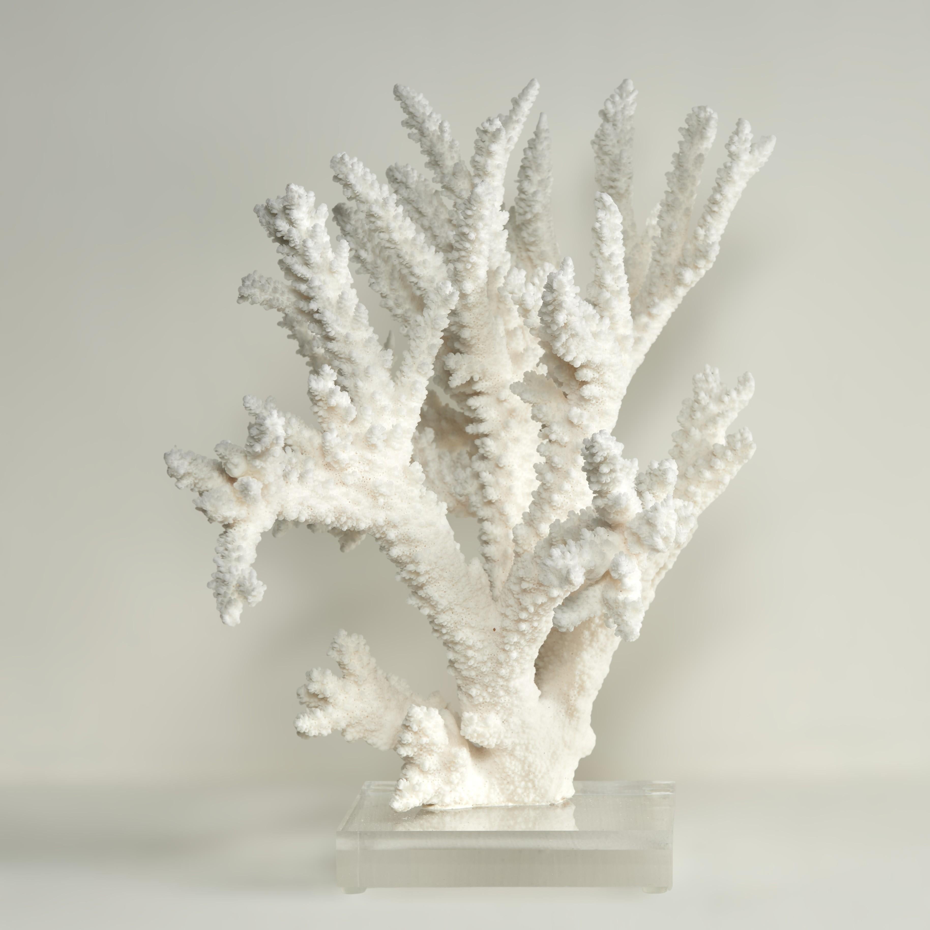 Branch Coral Skulptur auf einem Lucite Basis (Handgefertigt) im Angebot