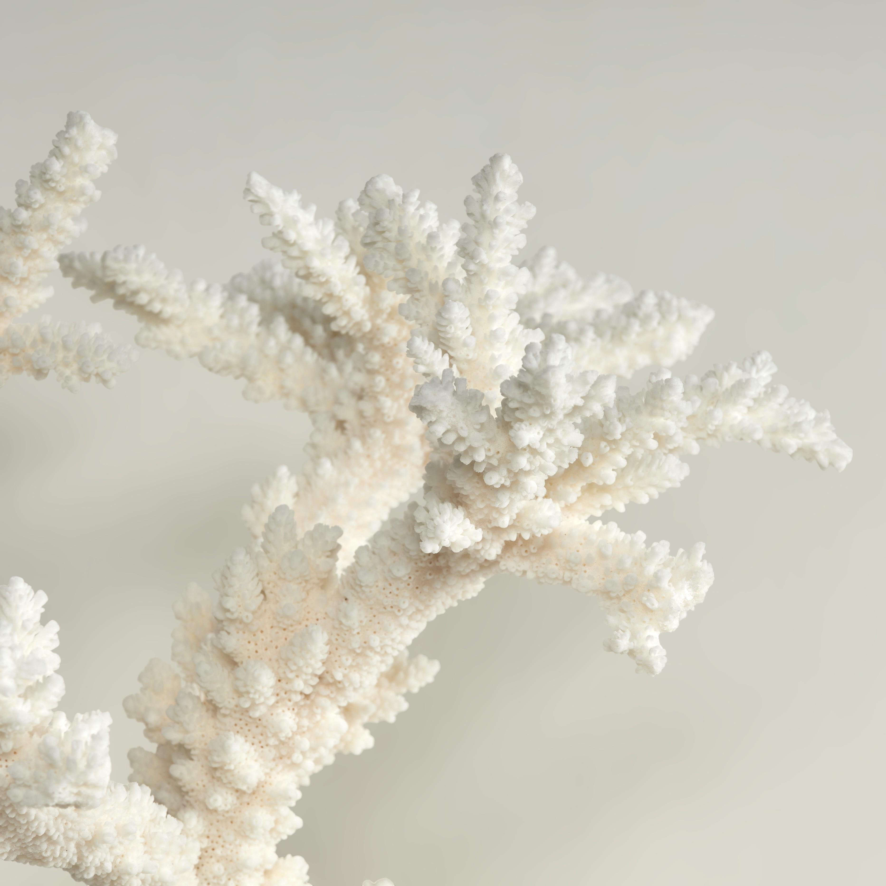 Branch Coral Skulptur auf einem Lucite Basis (Handgefertigt) im Angebot