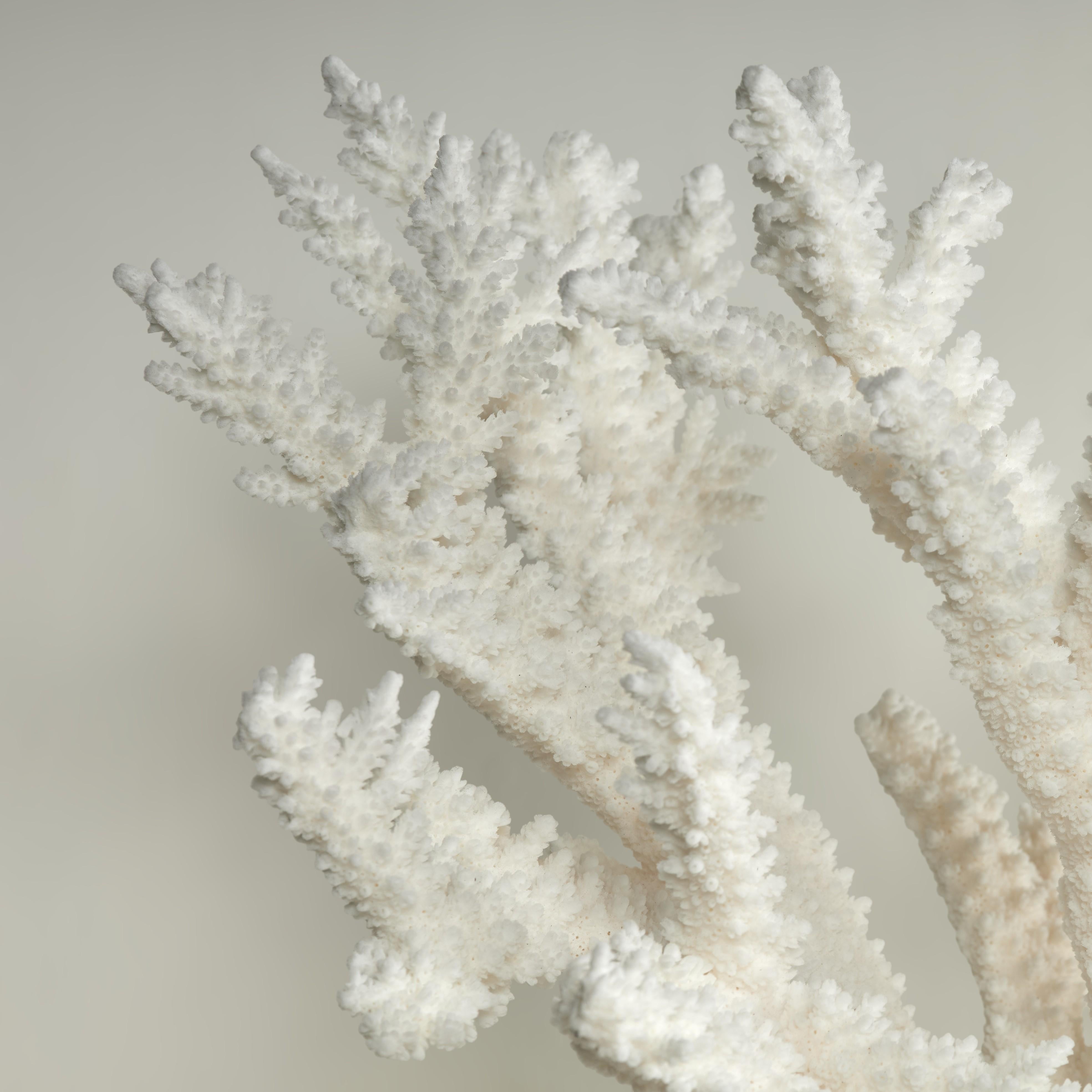 Branch Coral Skulptur auf einem Lucite Basis im Zustand „Gut“ im Angebot in Palm Beach, FL