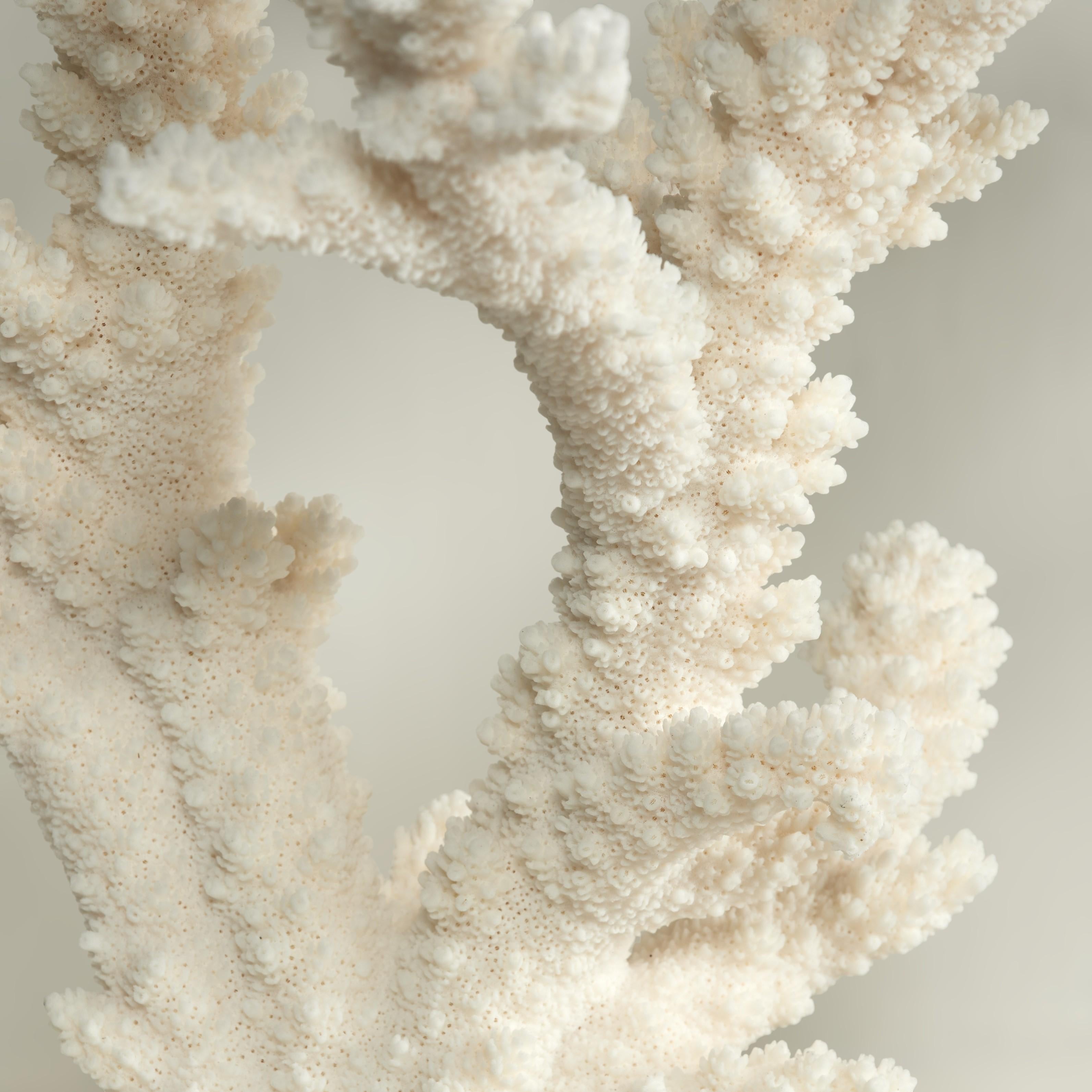 Branch Coral Skulptur auf einem Lucite Basis im Zustand „Gut“ im Angebot in Palm Beach, FL
