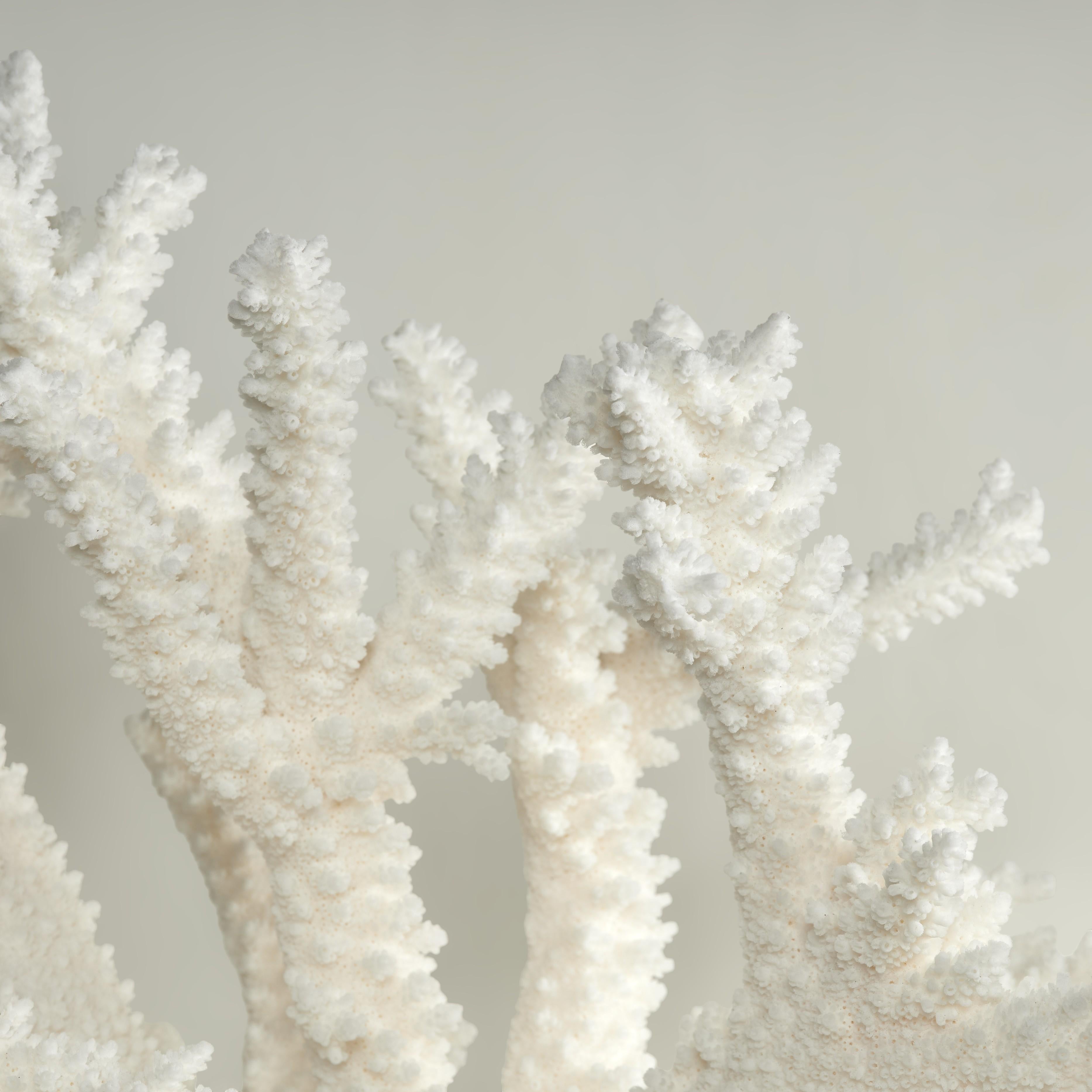 Branch Coral Skulptur auf einem Lucite Basis (21. Jahrhundert und zeitgenössisch) im Angebot