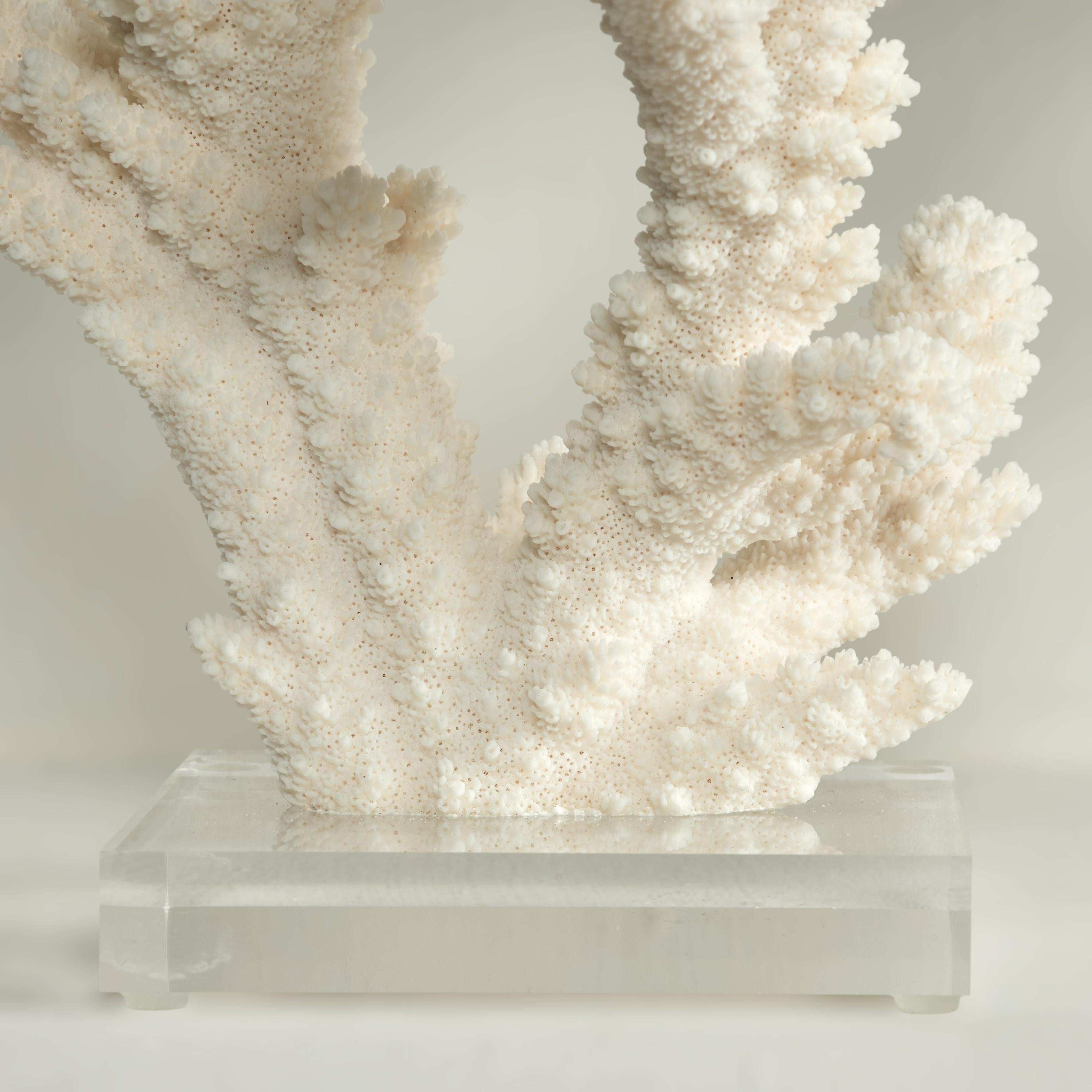 Branch Coral Skulptur auf einem Lucite Basis (21. Jahrhundert und zeitgenössisch) im Angebot