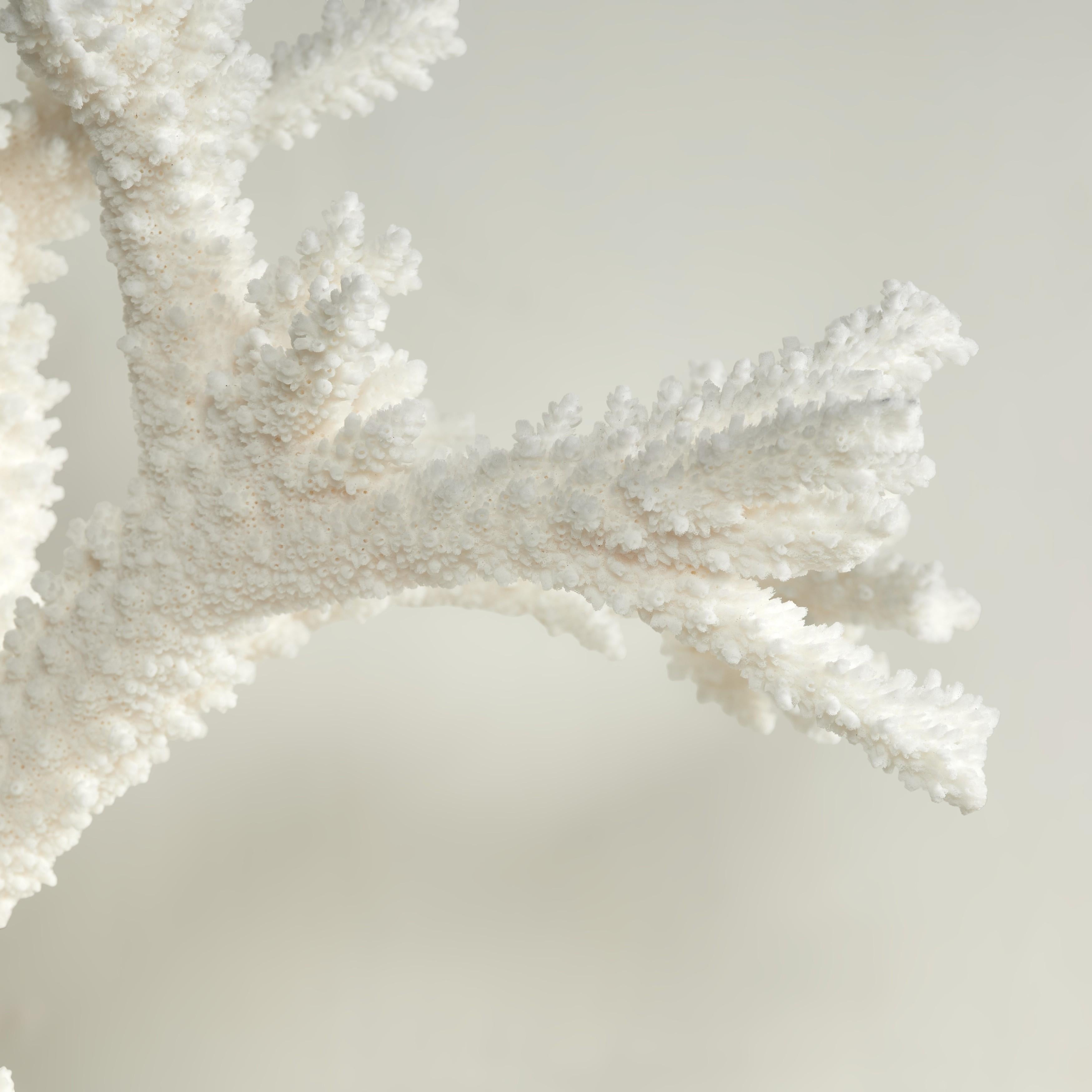 Branch Coral Skulptur auf einem Lucite Basis (Koralle) im Angebot