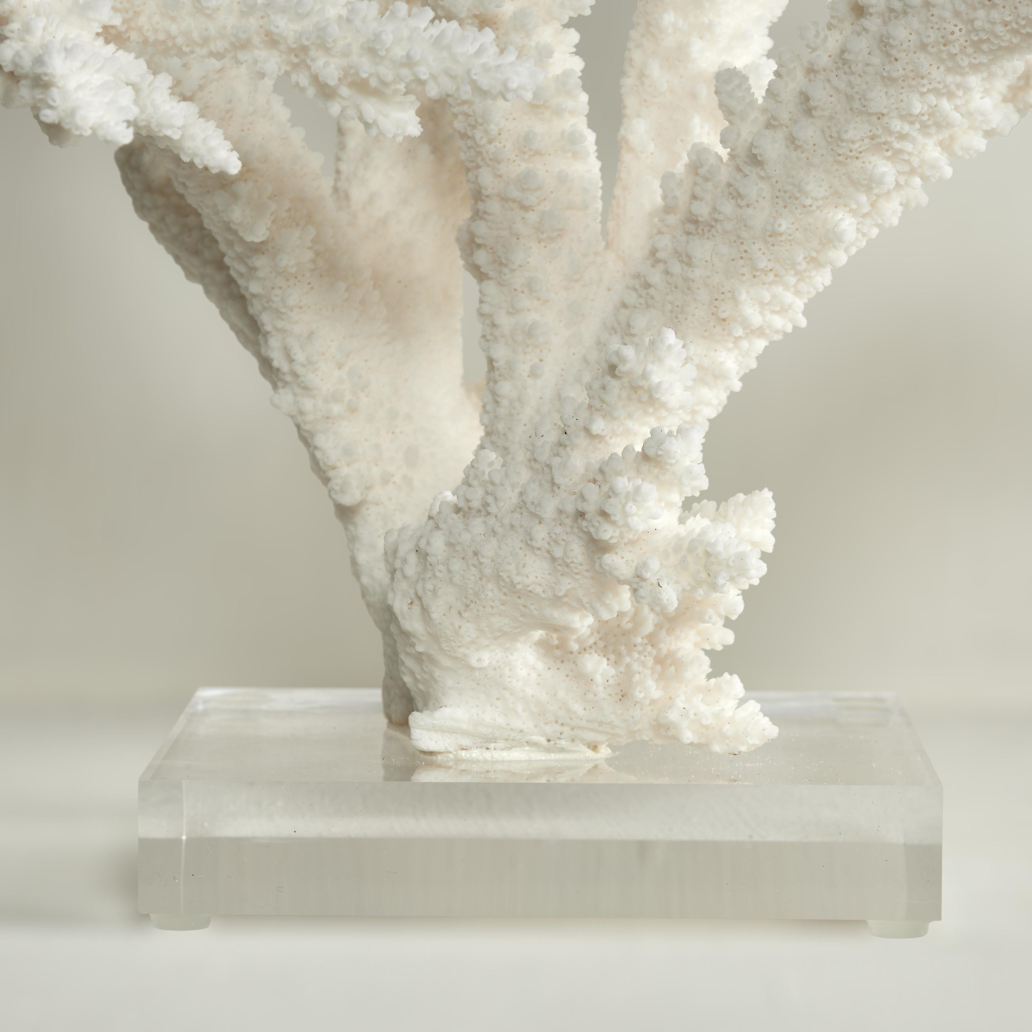 Branch Coral Skulptur auf einem Lucite Basis im Angebot 1