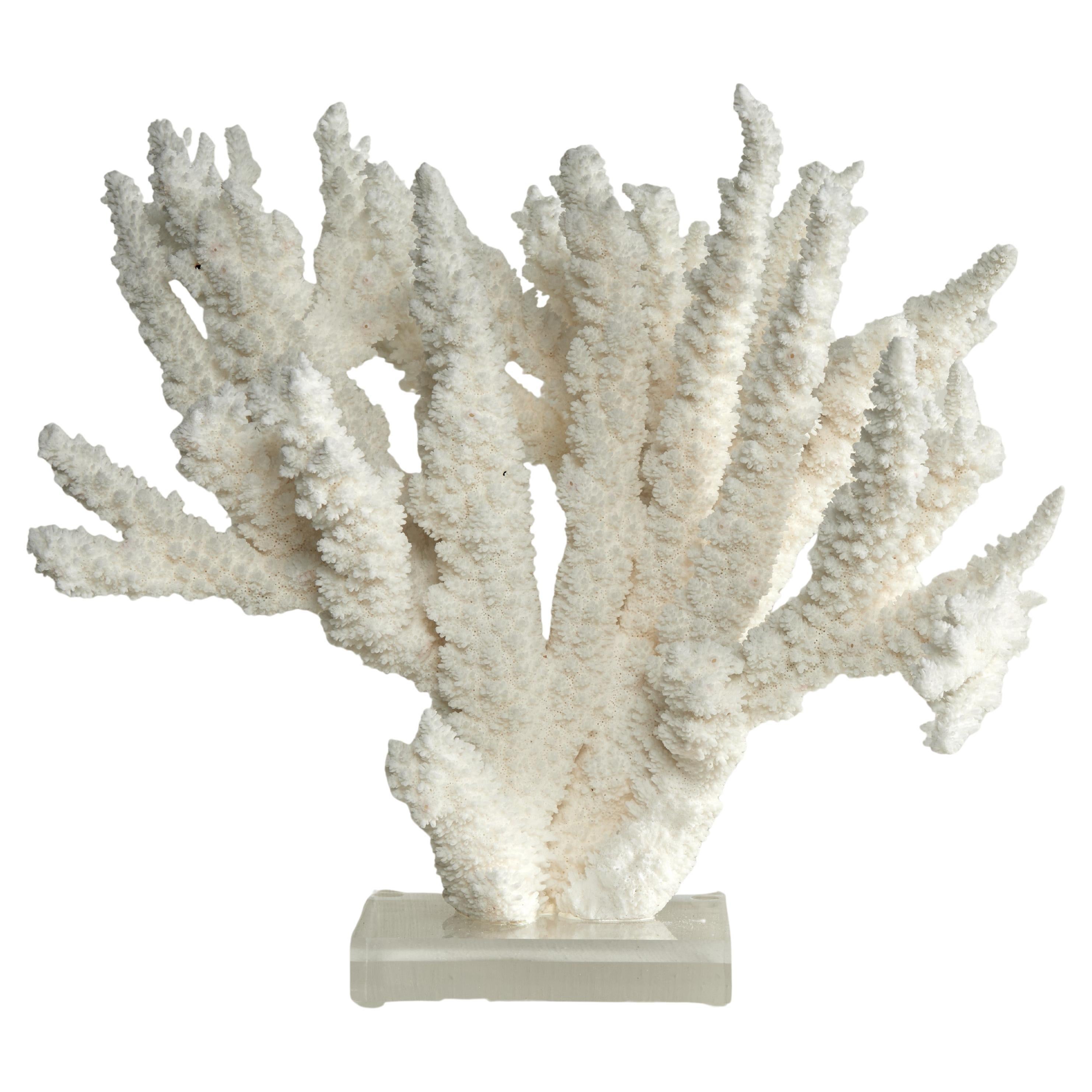 Branch Coral Skulptur auf einem Lucite Basis