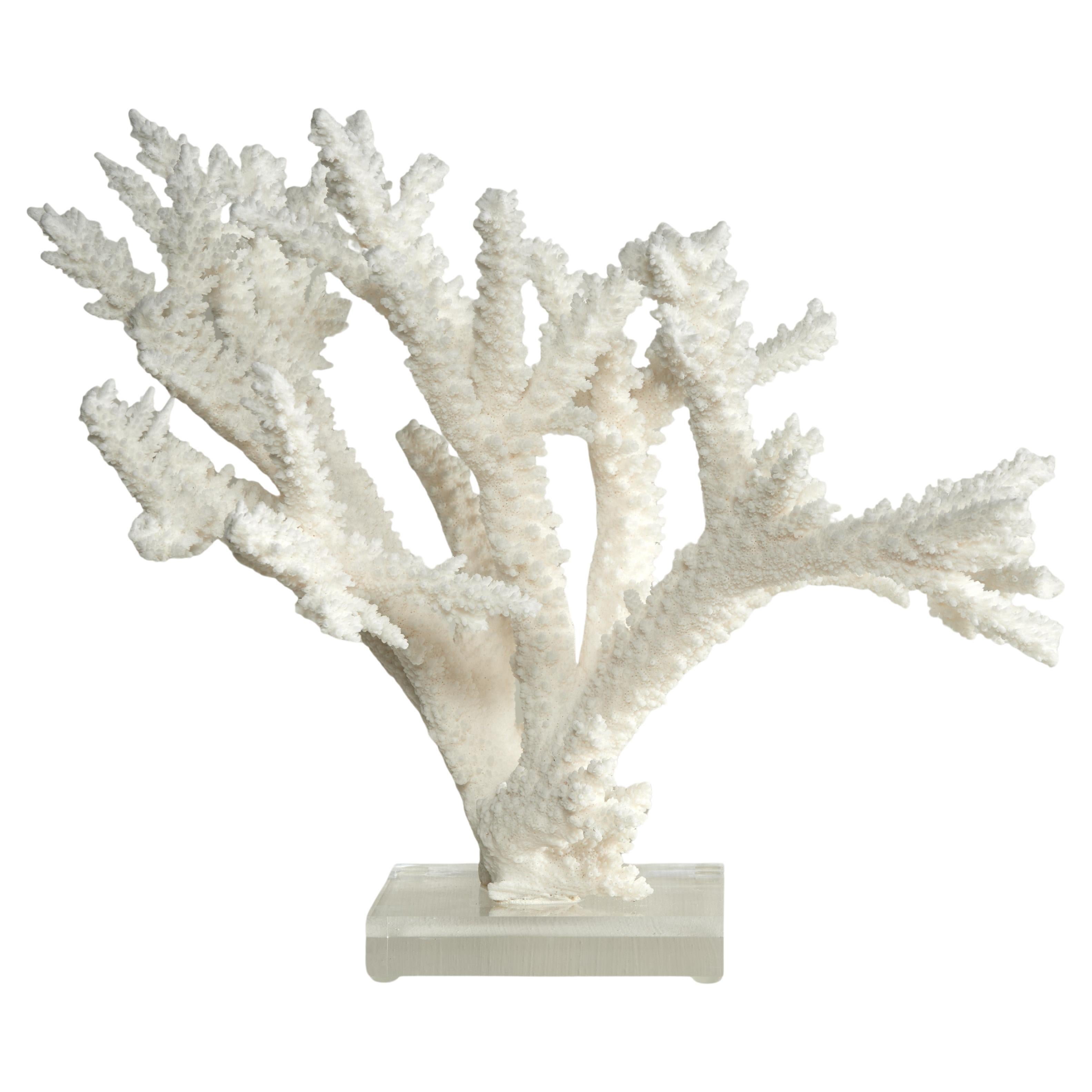 Branch Coral Skulptur auf einem Lucite Basis