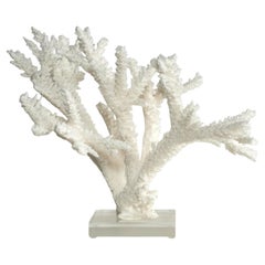 Branch Coral Sculpture on a Lucite Base