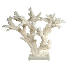 Branch Coral Sculpture on a Lucite Base