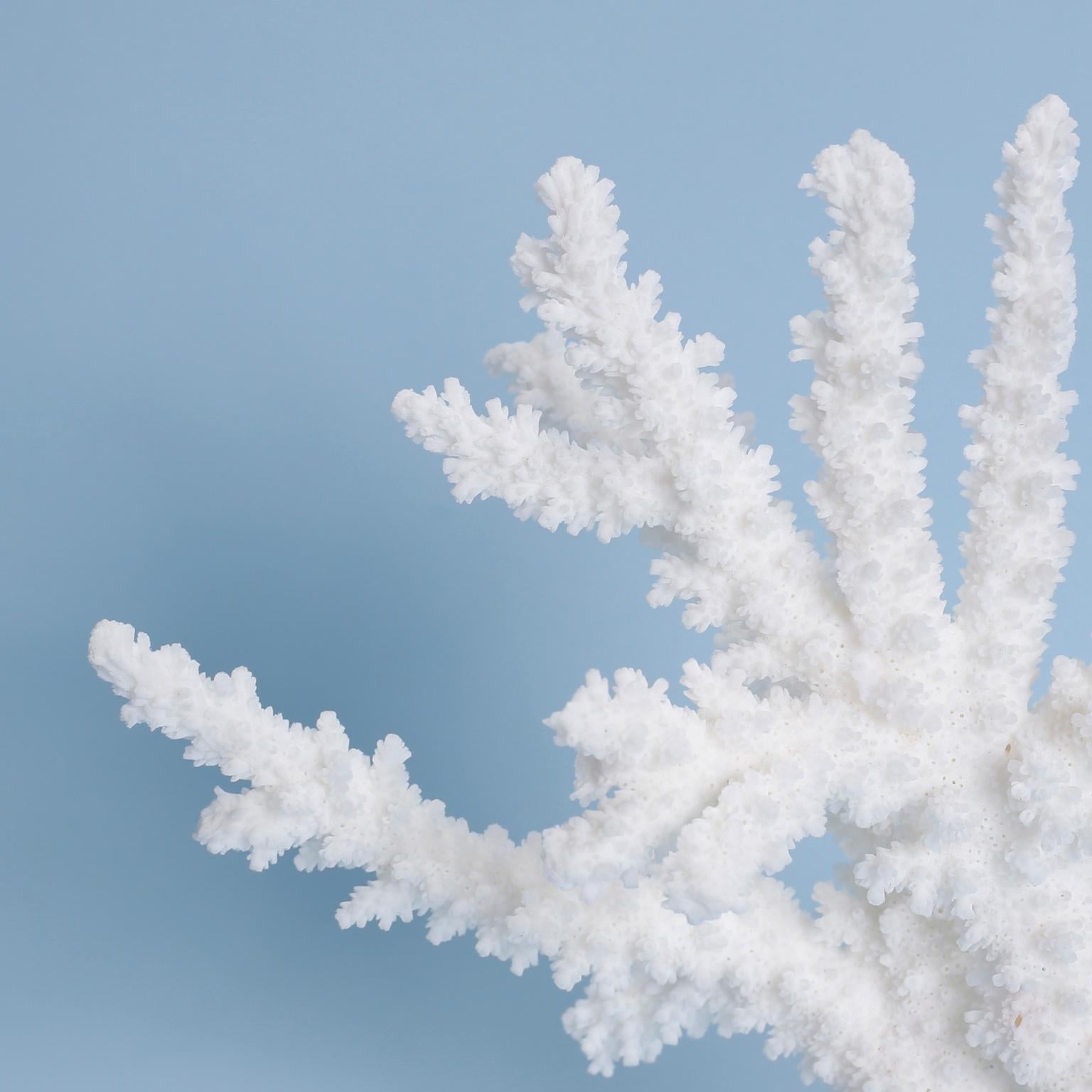 Authentic branch coral specimen with its clean bleached white color and organic textural form. Presented on a custom coquina stand. 

Available only in the United States of America, shipping outside of the country requires Cities Permits, which are