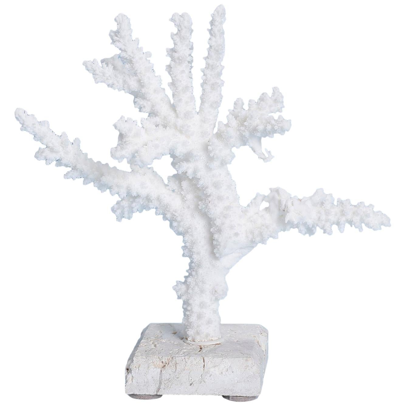 Branch Coral Sculpture on Coquina Stone