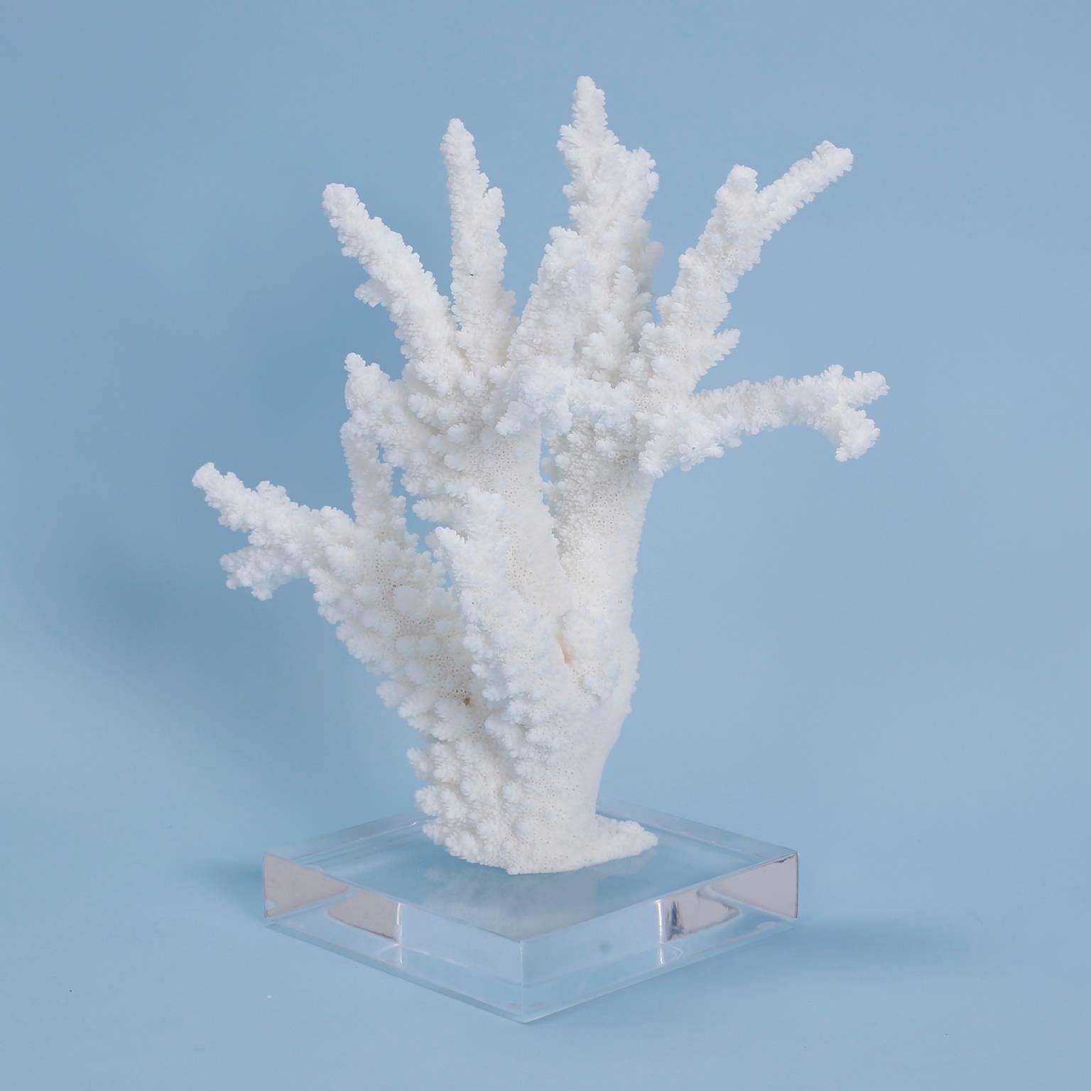 Charming white branch coral with an organic tree-like form, mounted on a custom Lucite stand.