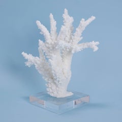 Branch Coral Sculpture on Lucite