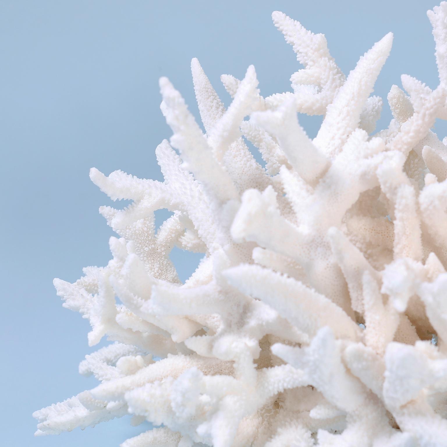Branch coral sculpture or assemblage with its striking bleached white color and sea inspired form and texture, designed and crafted by FS Henemader. Presented on a Lucite base.