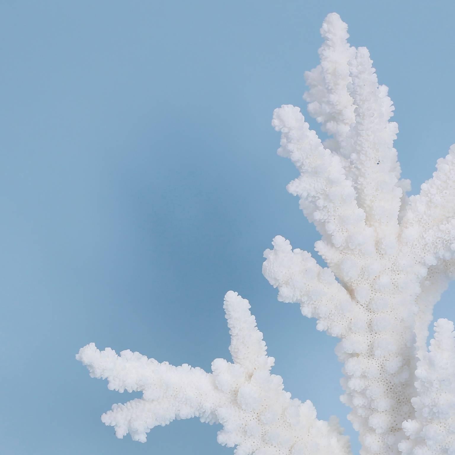 Organic Modern Branch Coral Sculpture on Lucite