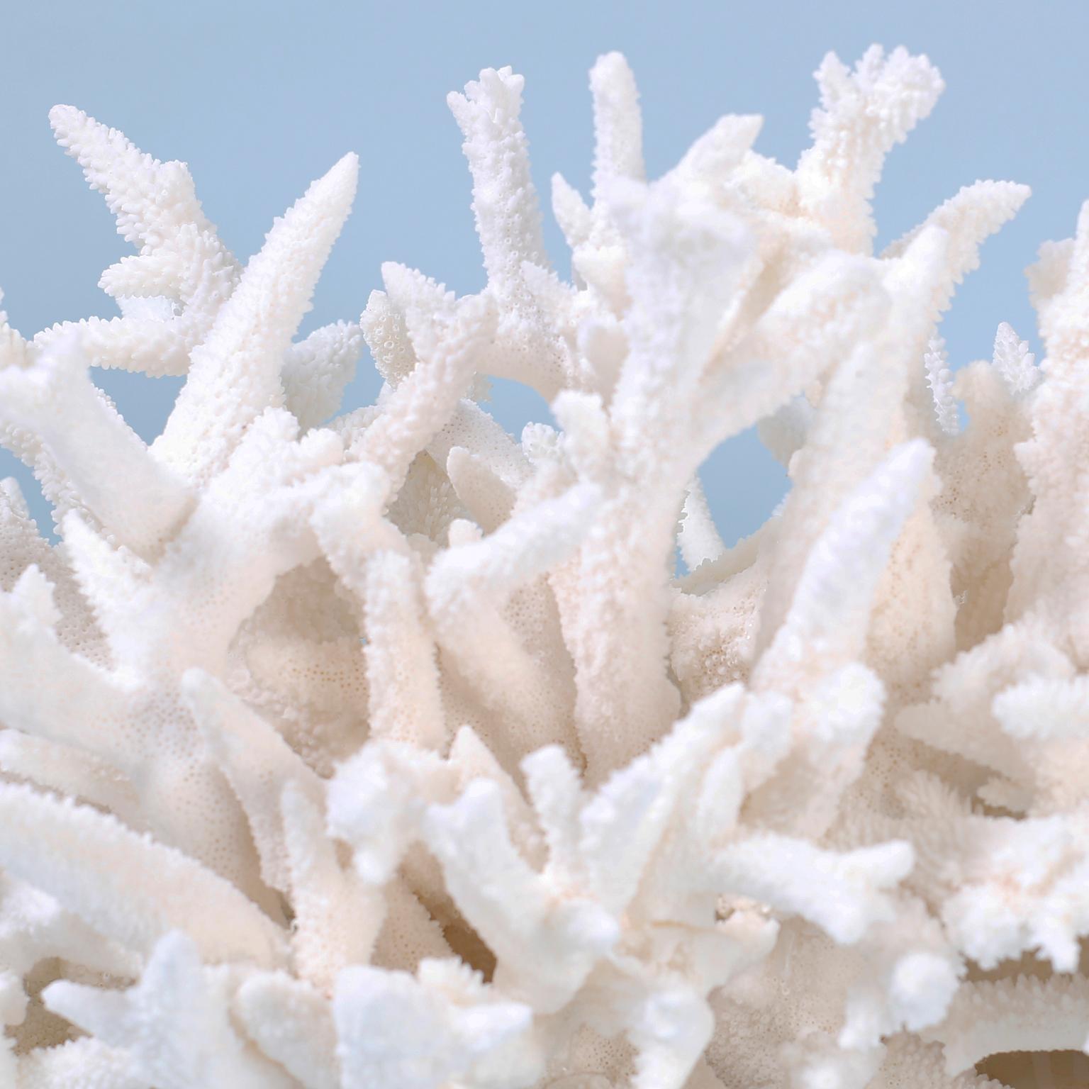Organic Modern Branch Coral Sculpture on Lucite
