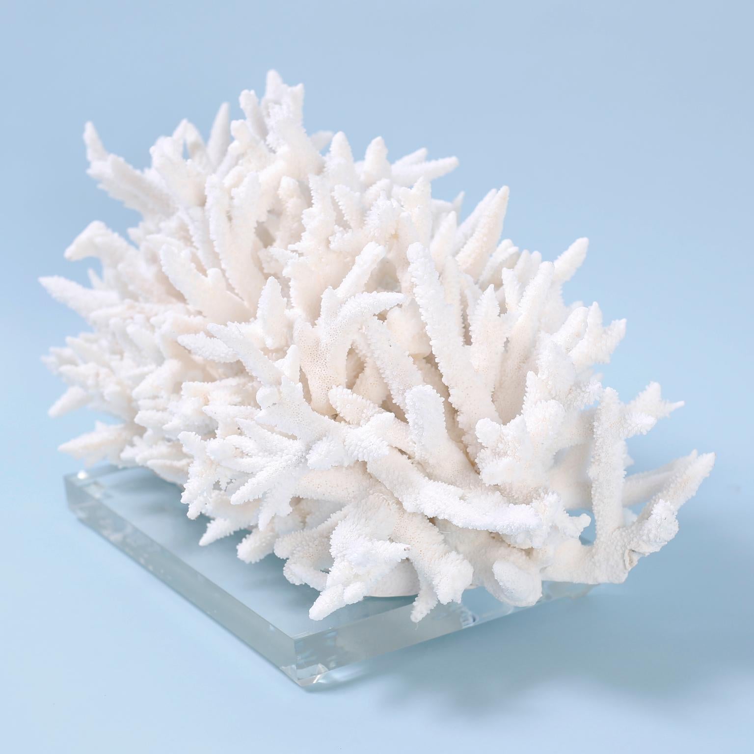 Branch Coral Sculpture on Lucite In Good Condition In Palm Beach, FL