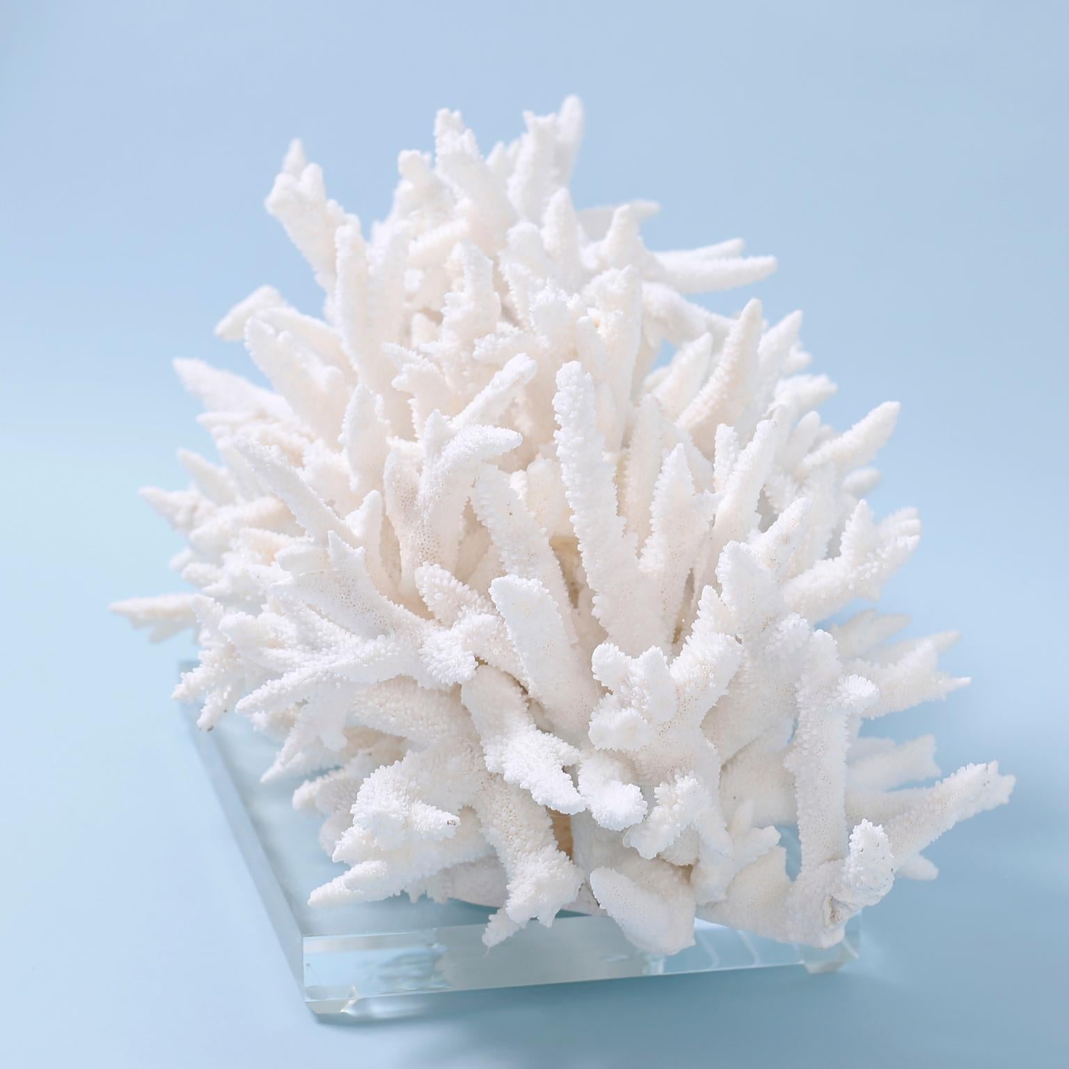 Branch Coral Sculpture on Lucite 1