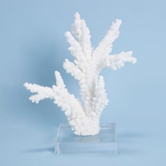 Branch Coral Specimen on Lucite