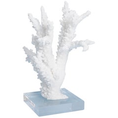 Branch Coral Specimen on Lucite