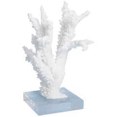  Branch Coral Specimen on Lucite