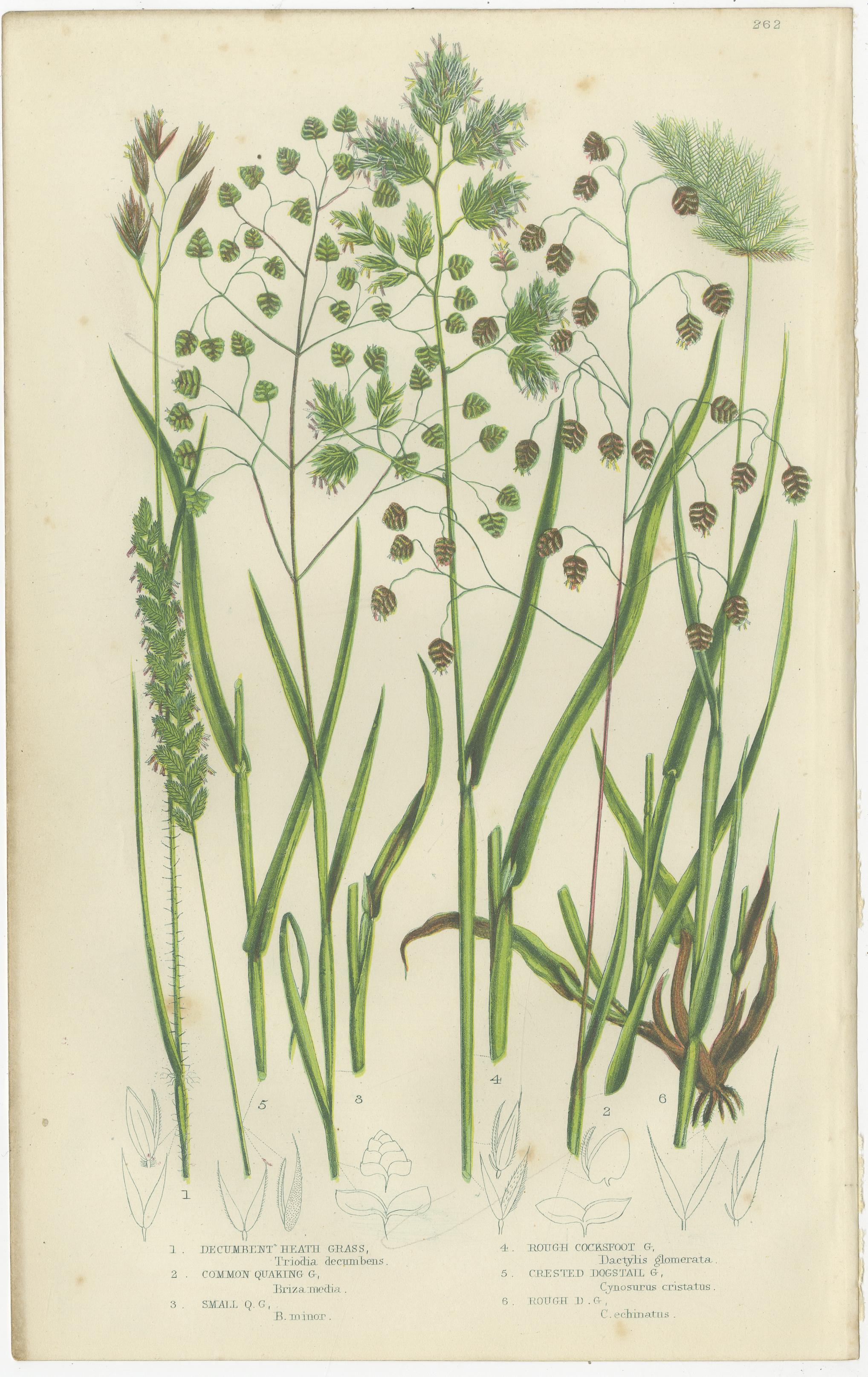 Branched Horsetail Varieties Hand-Colored Engravings, Victorian Pair