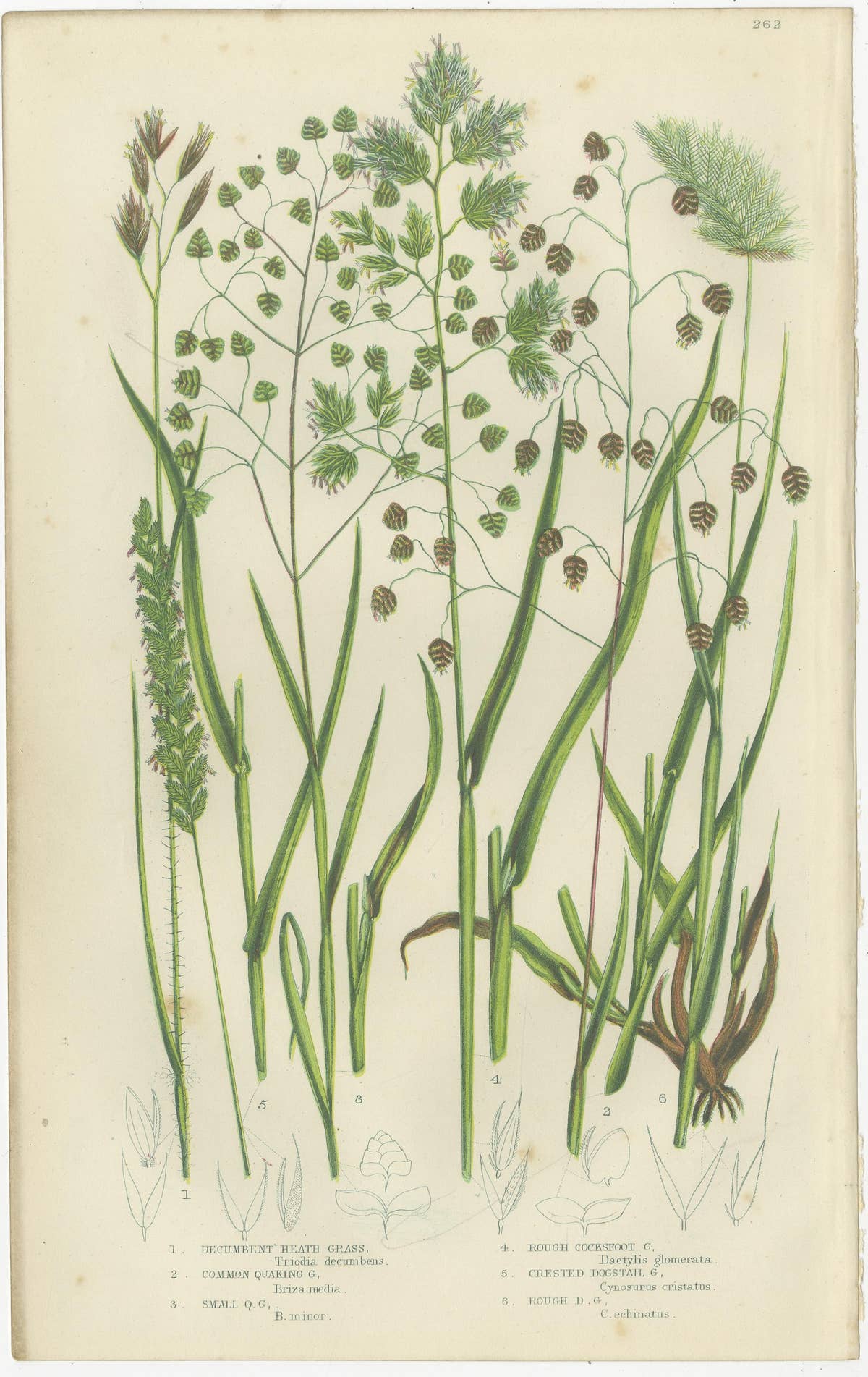 Branched Horsetail Varieties Hand-Colored Engravings, Victorian Pair