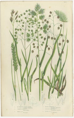 Branched Horsetail Varieties Hand-Colored Engravings, Victorian Pair