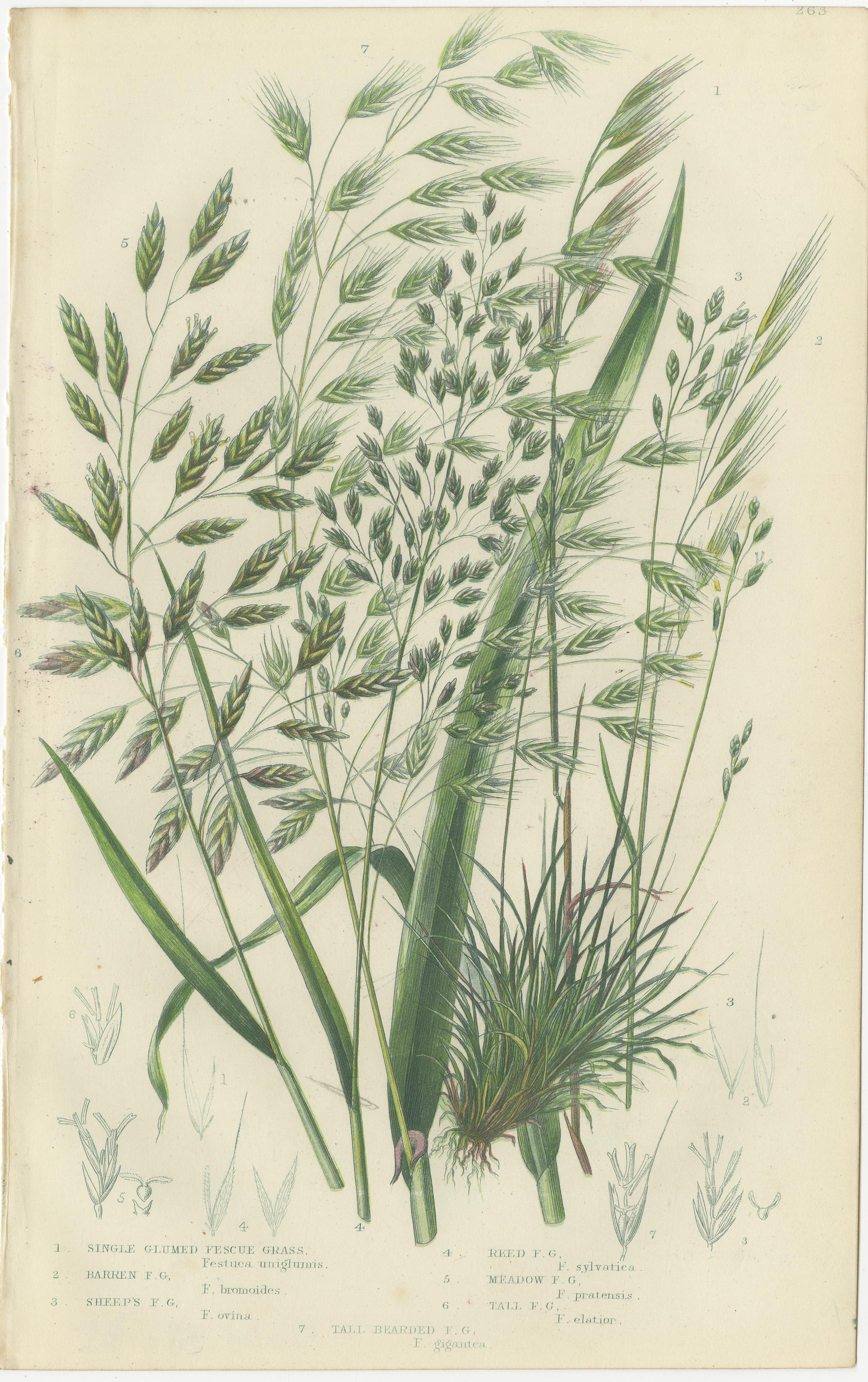 Branched Horsetail Varieties Hand-Colored Engravings, Victorian Pair