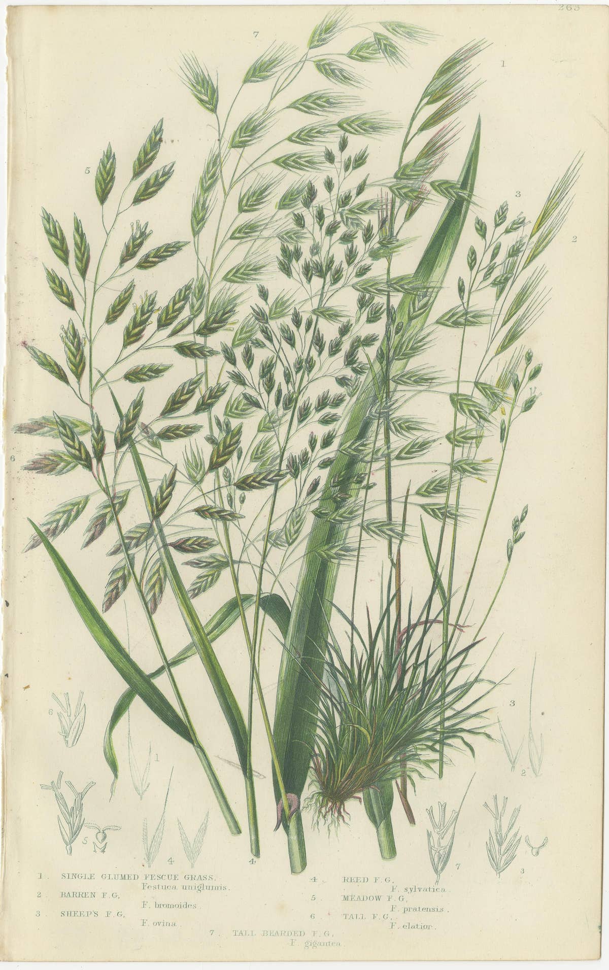 Branched Horsetail Varieties Hand-Colored Engravings, Victorian Pair