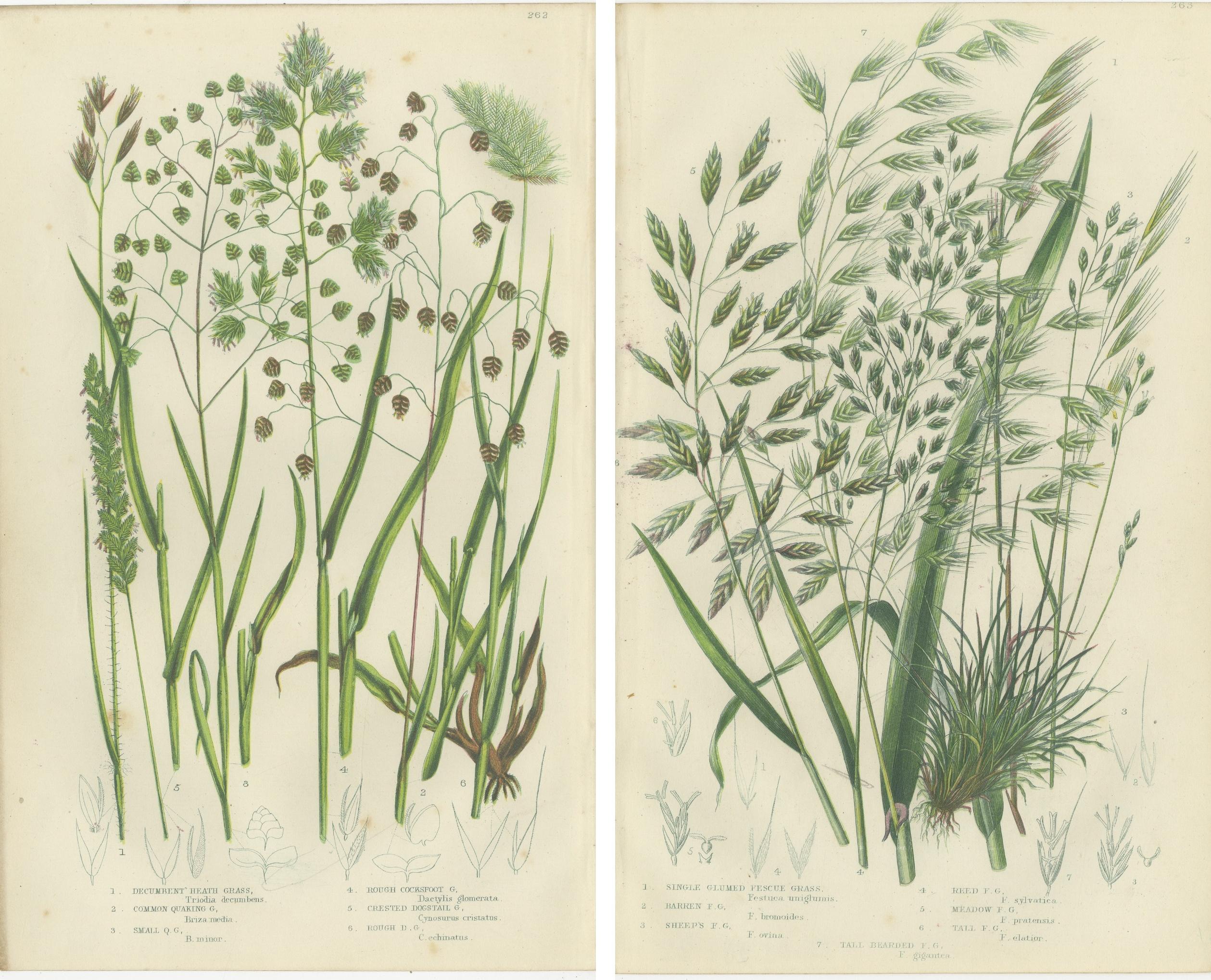 Branched Horsetail Varieties Hand-Colored Engravings, Victorian Pair