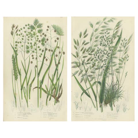 Branched Horsetail Varieties Hand-Colored Engravings, Victorian Pair