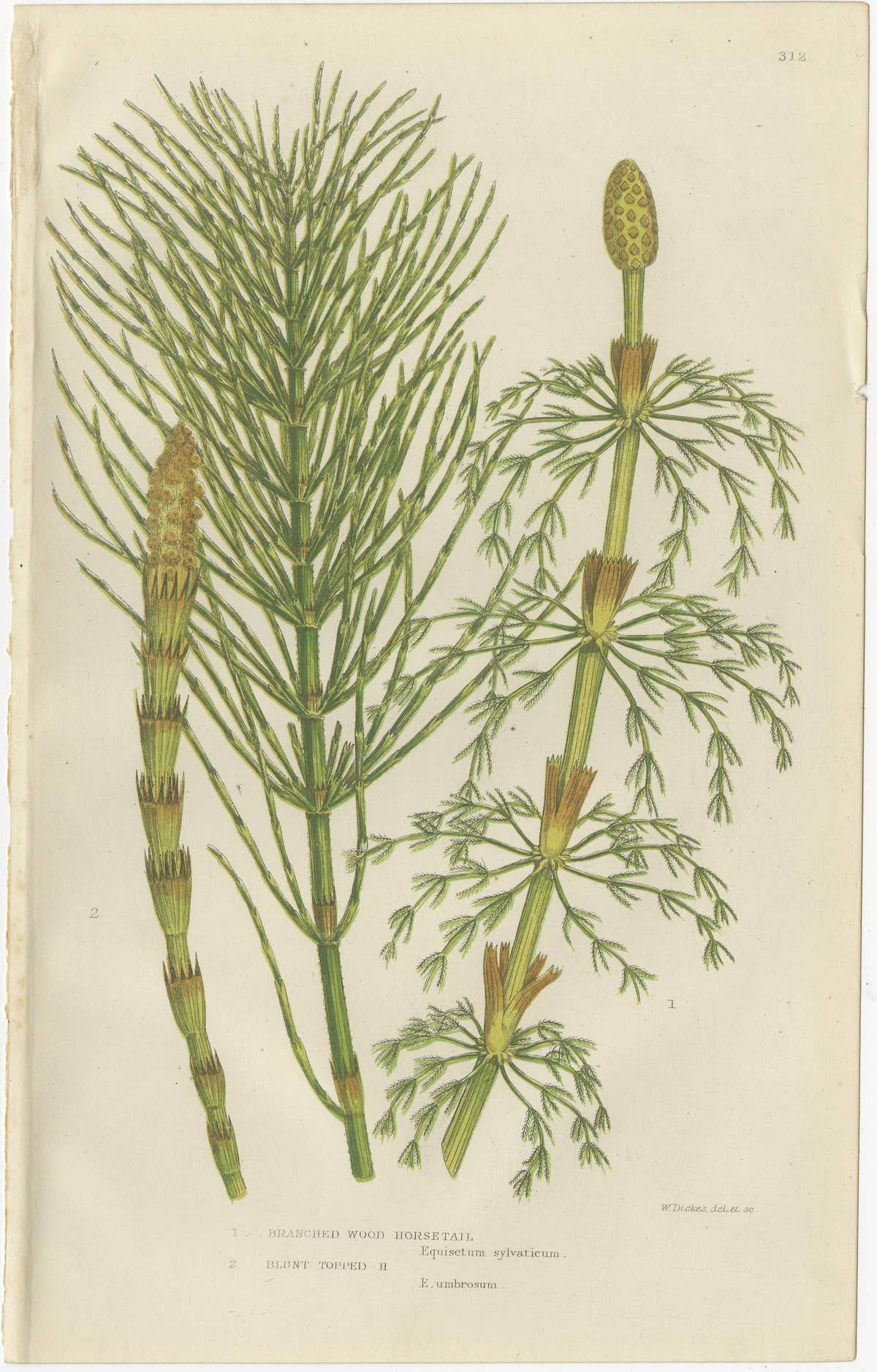 Branched Wood Horsetail, Great Water Horsetail and Sweet Cyperus – Triptych 1873