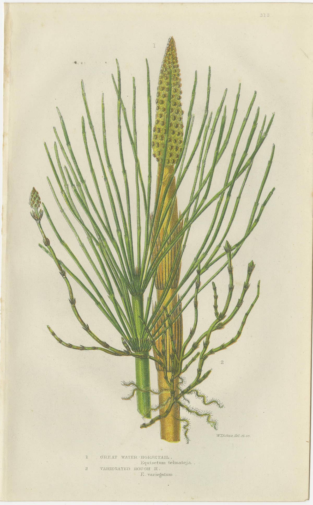 Branched Wood Horsetail, Great Water Horsetail and Sweet Cyperus – Triptych 1873