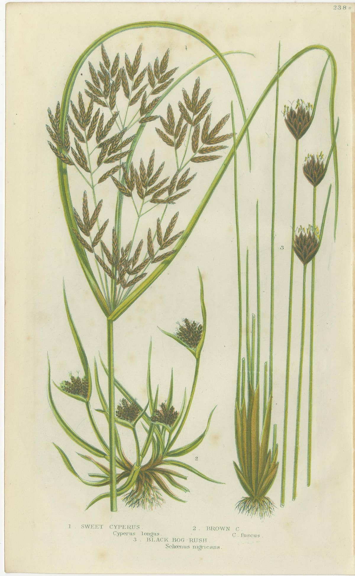 Branched Wood Horsetail, Great Water Horsetail and Sweet Cyperus – Triptych 1873