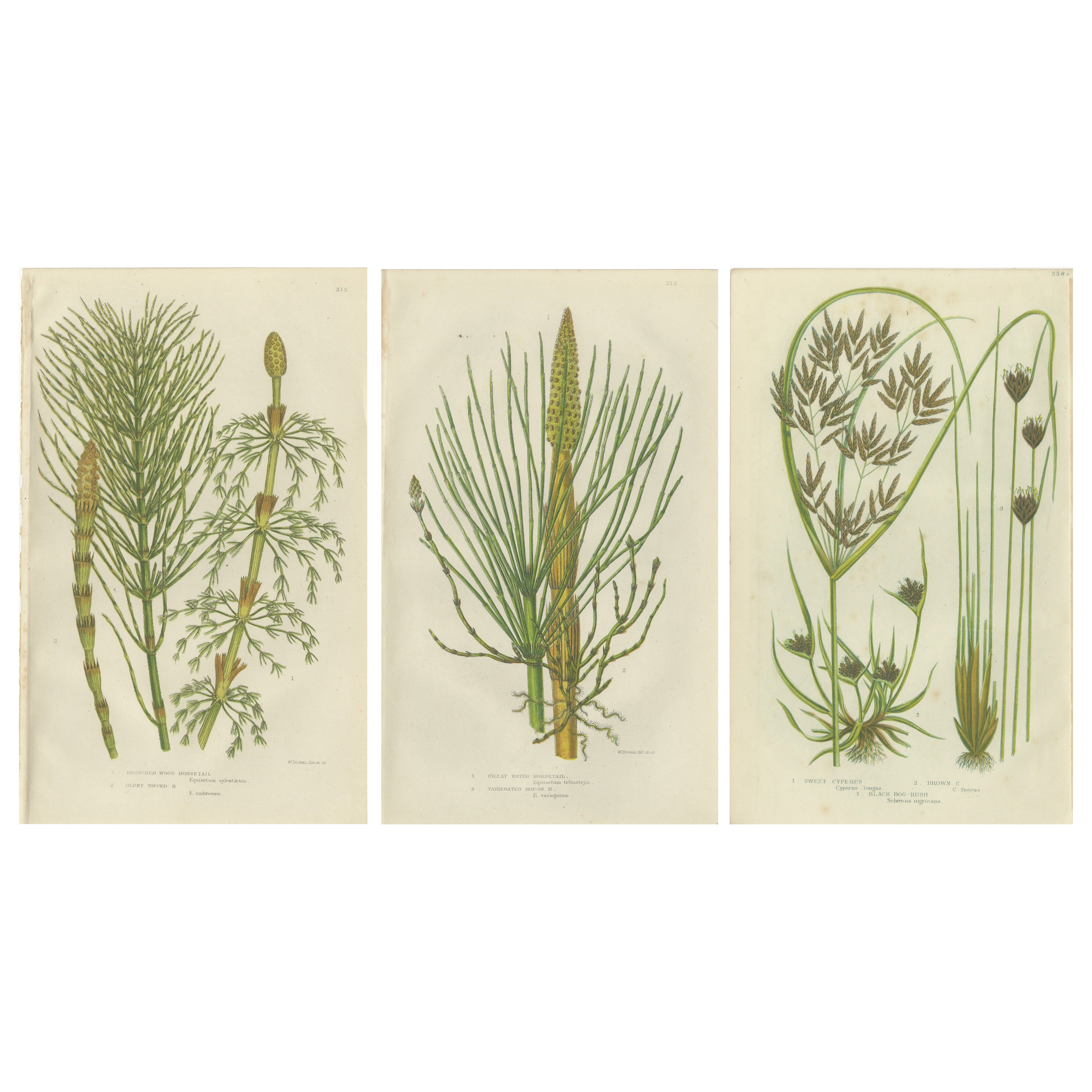 Branched Wood Horsetail, Great Water Horsetail and Sweet Cyperus – Triptych 1873