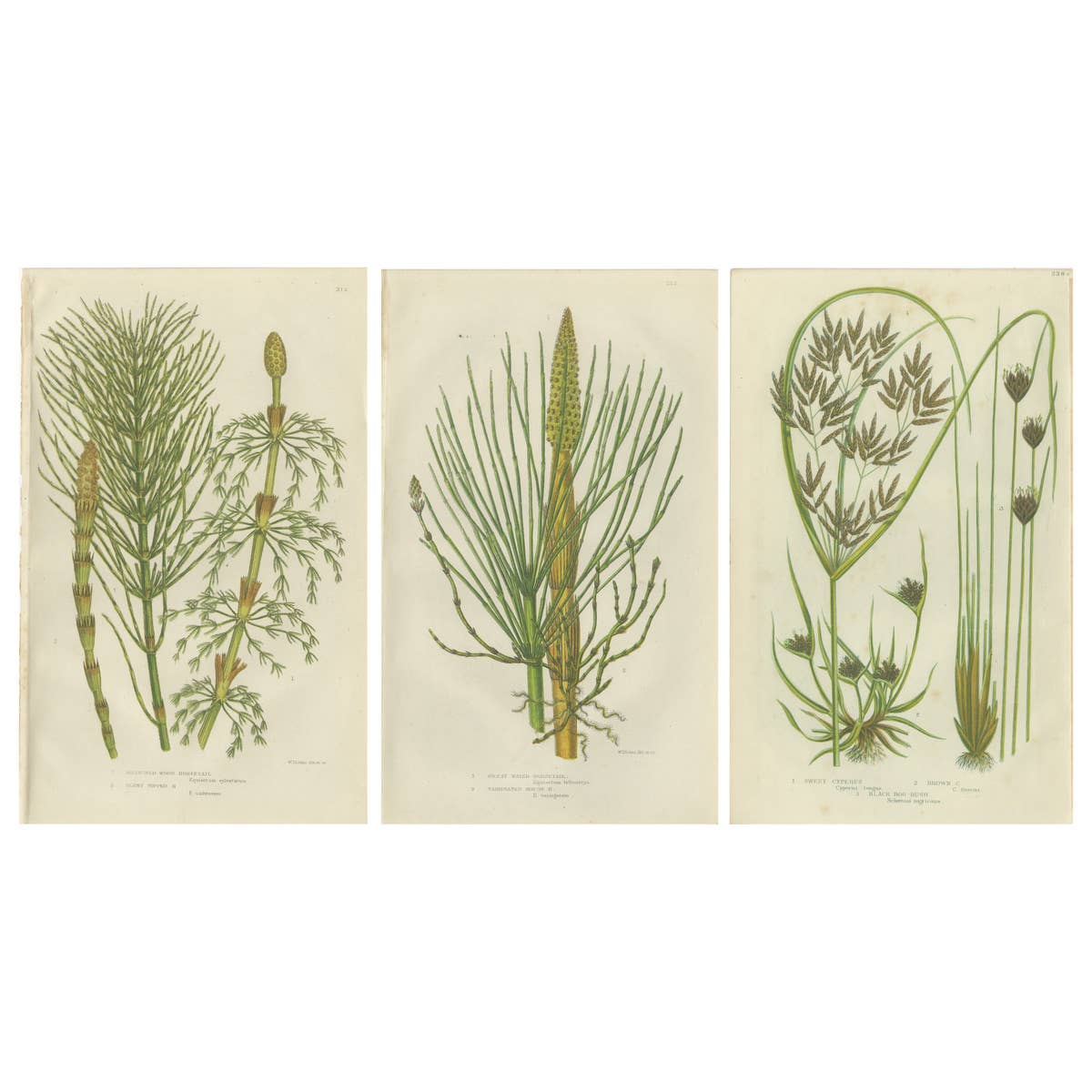 Branched Wood Horsetail, Great Water Horsetail and Sweet Cyperus – Triptych 1873