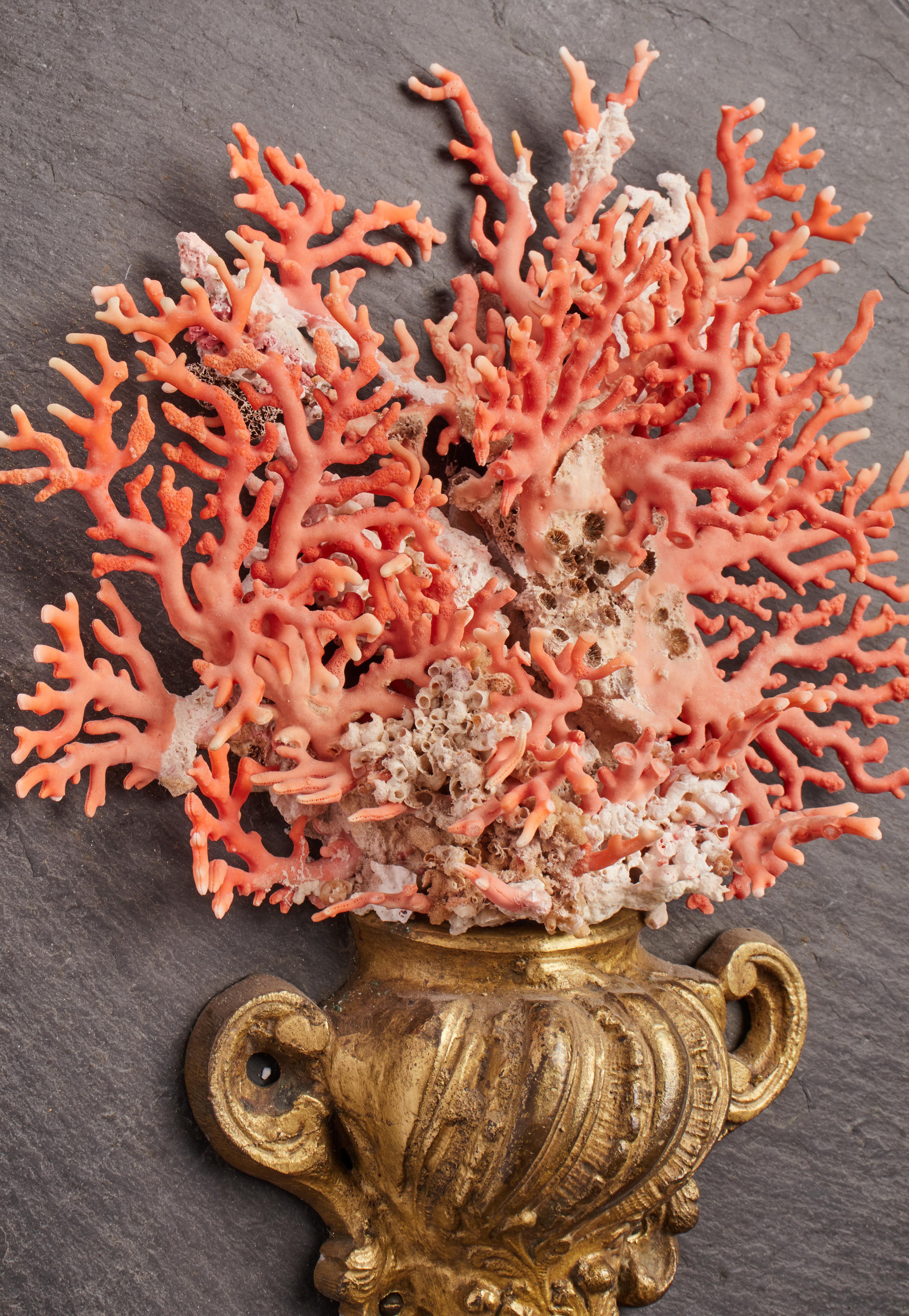 Branches of Mediterranean Coral, Italy, 1850 In Good Condition In Milan, IT