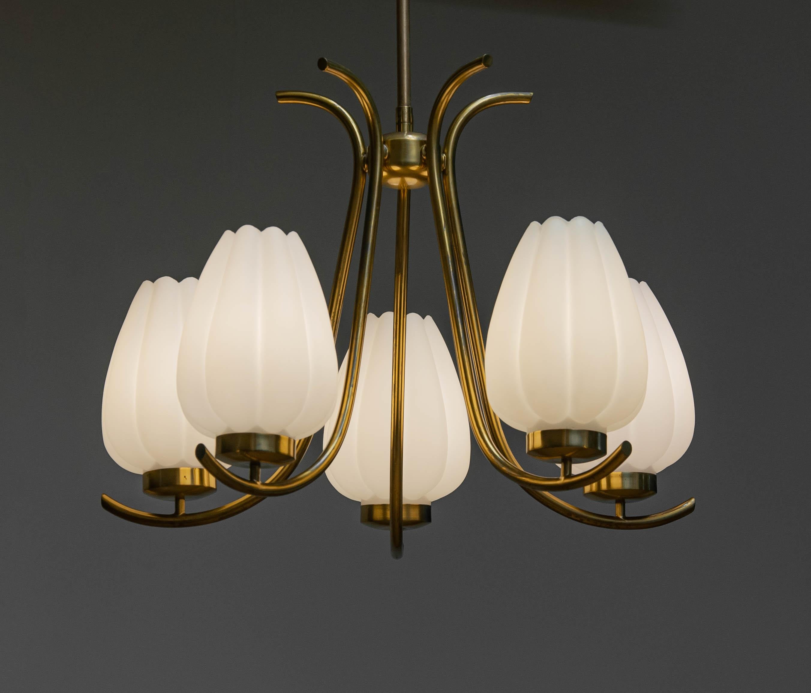 Eye-catching brass chandelier with bent arms carrying large tulip shaped vases. The vases are made of opal glass and all five in good condition. Each vase is 20cm / 7,9 Inches in height. 
Technically the chandelier is in good condition. Five E28
