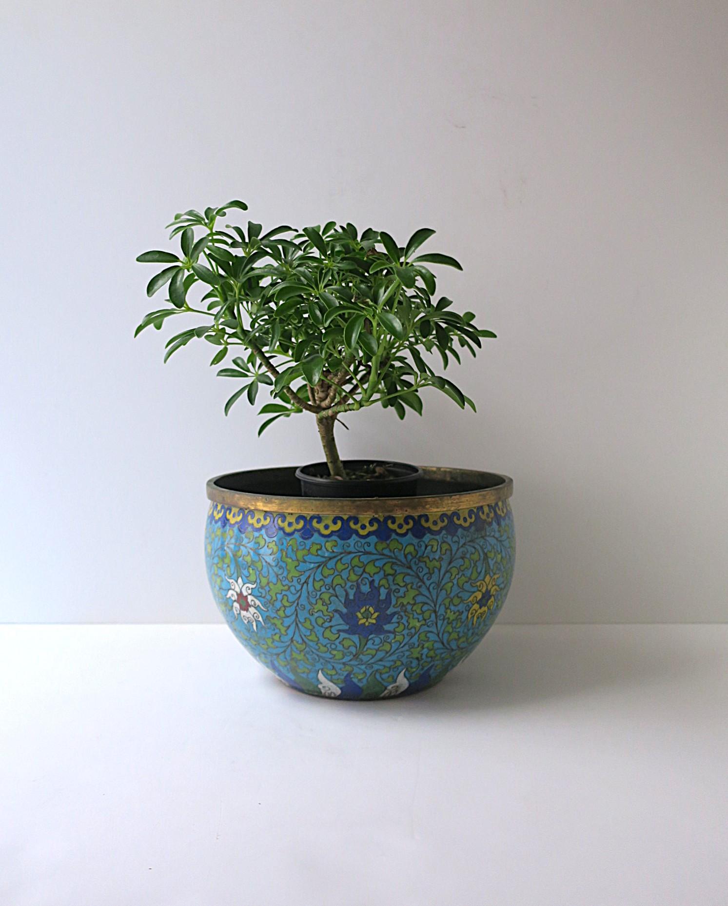 Brass Bowl Planter Cachepot Jardinière Enamel Cloisonné, Ming Style For Sale 1