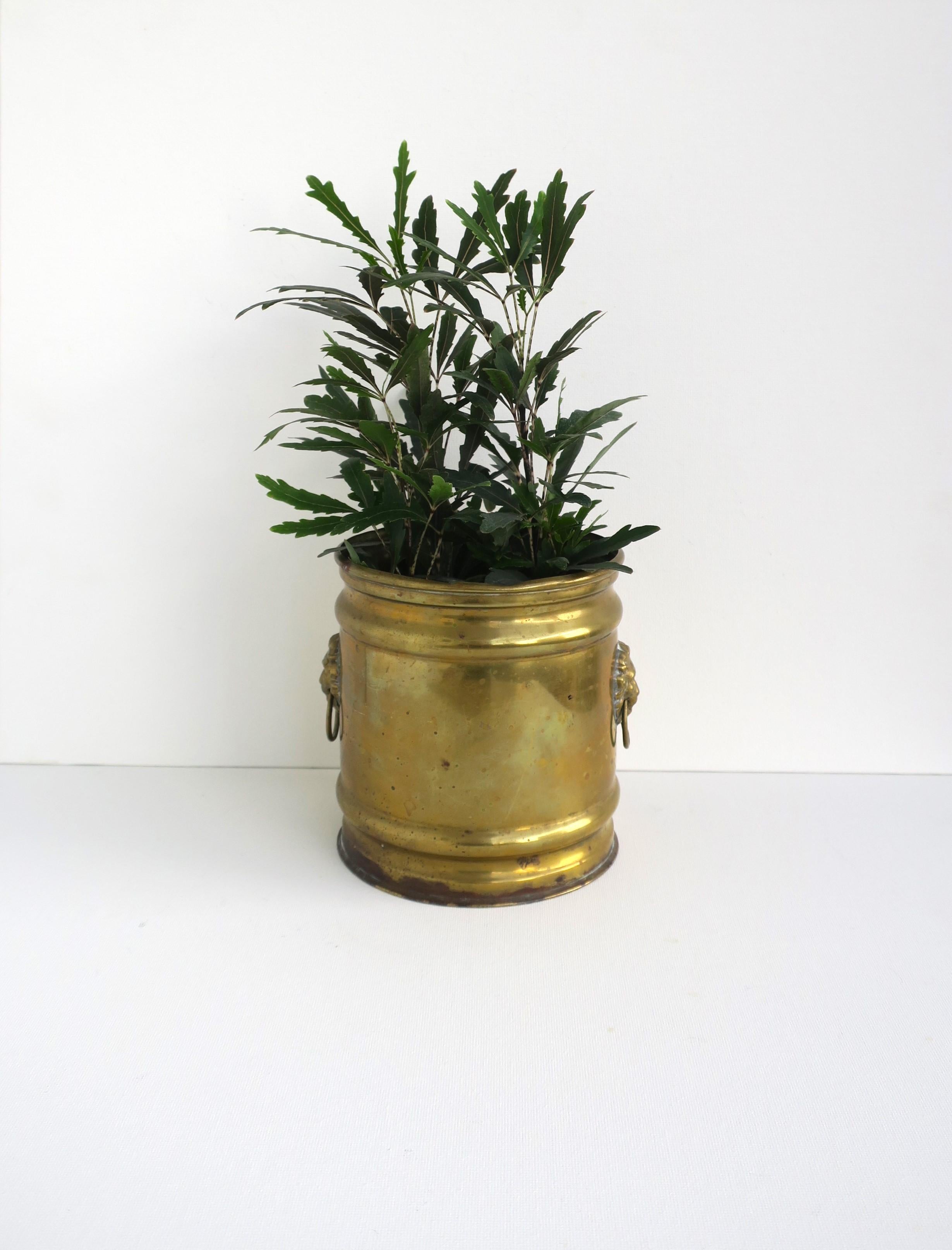 English Brass Planter Cachepot Jardinière with Lion Head Design For Sale 1