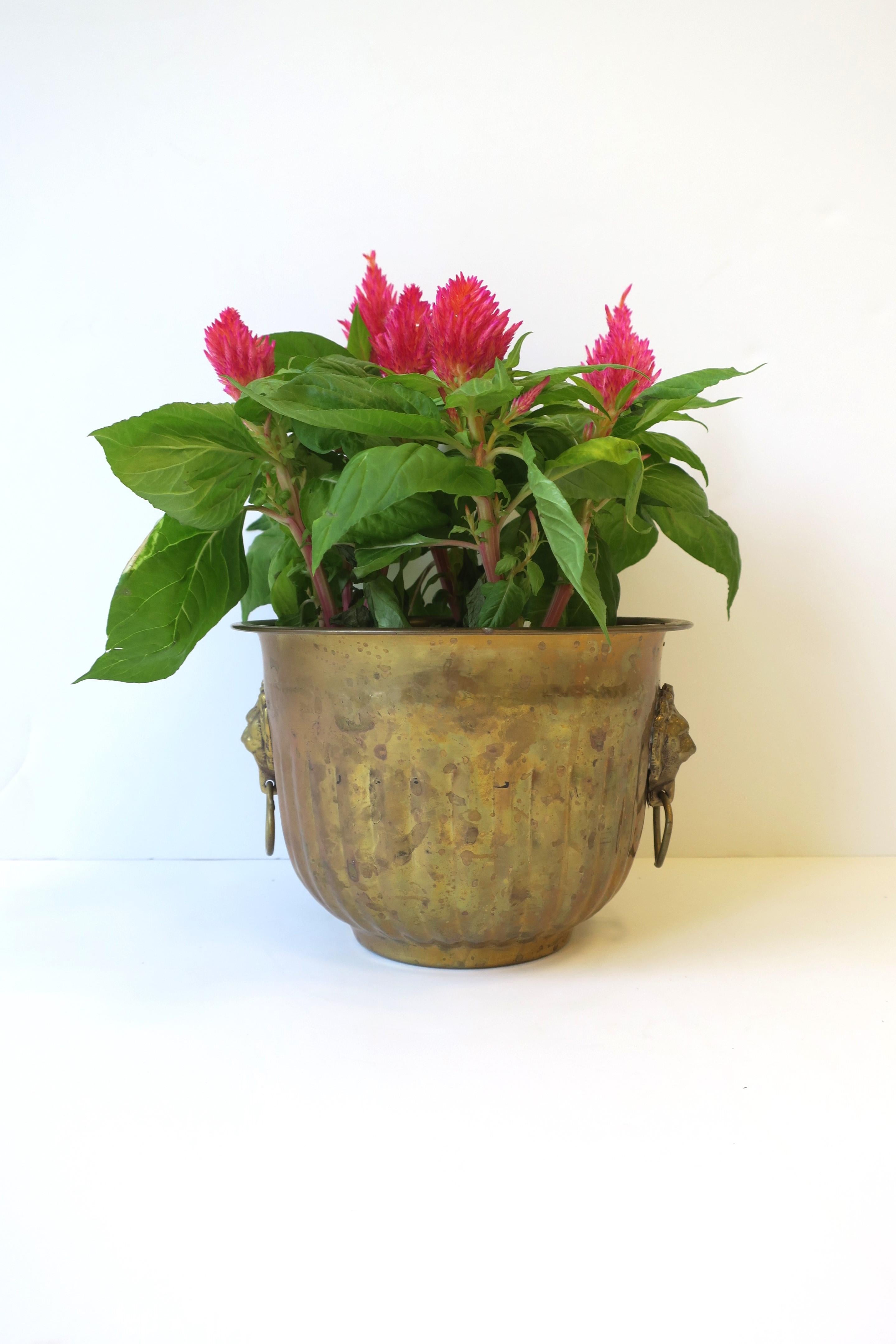 Brass Flower Plant Holder Cachepot Jardiniere w/Lion Head Design Regency Style 6