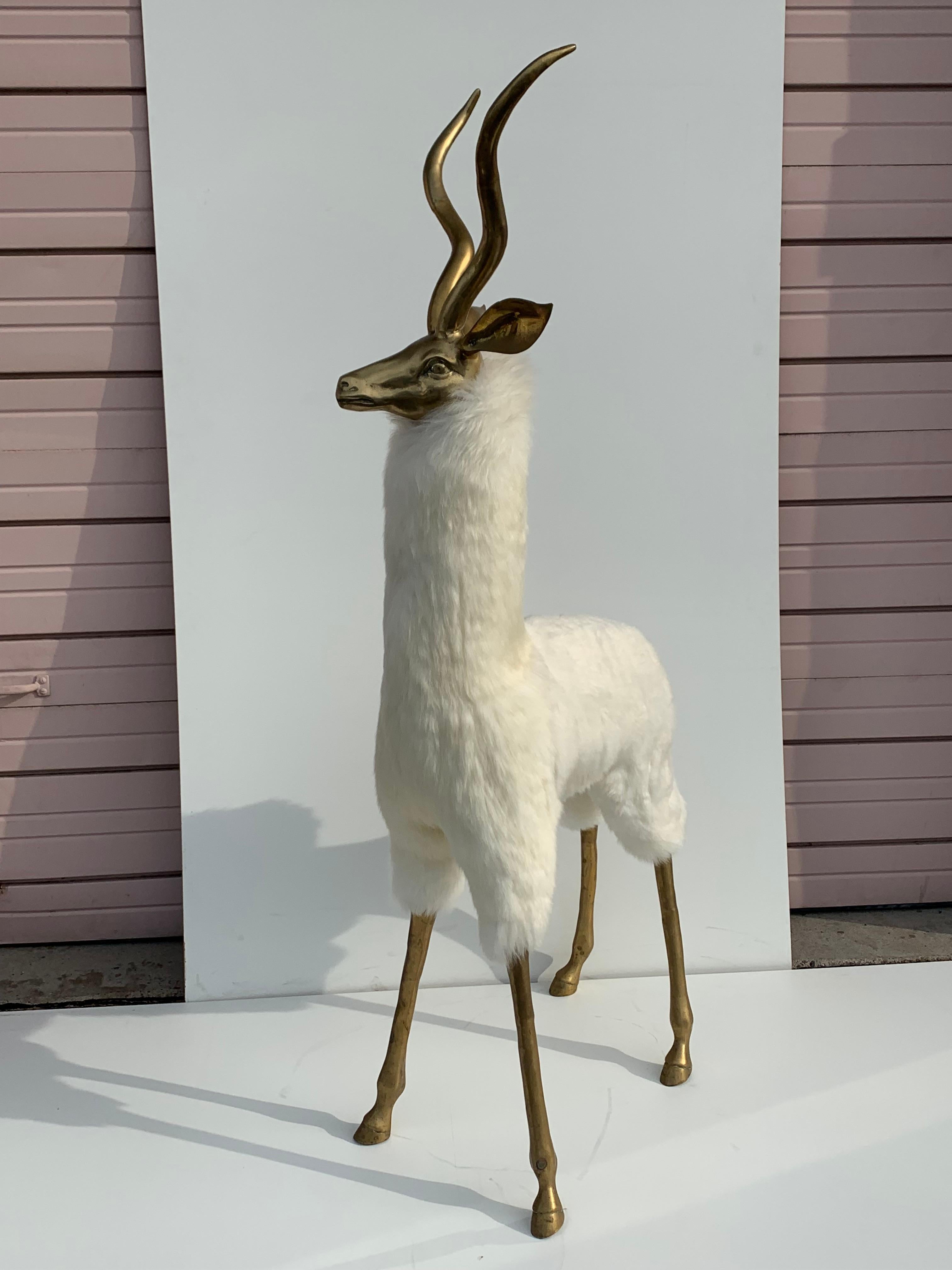 gazelle animal for sale
