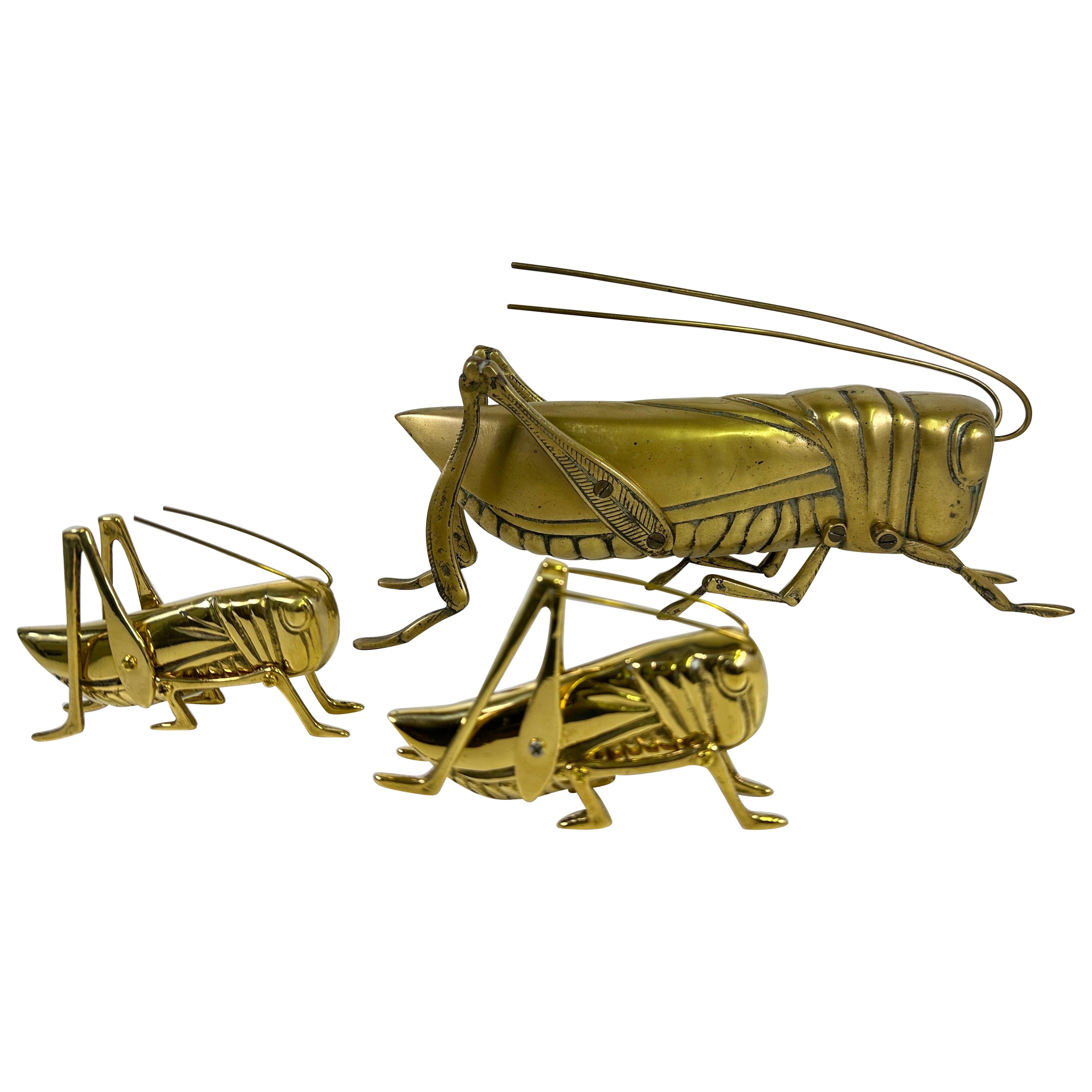 Famiglia delle cavallette d'ottone