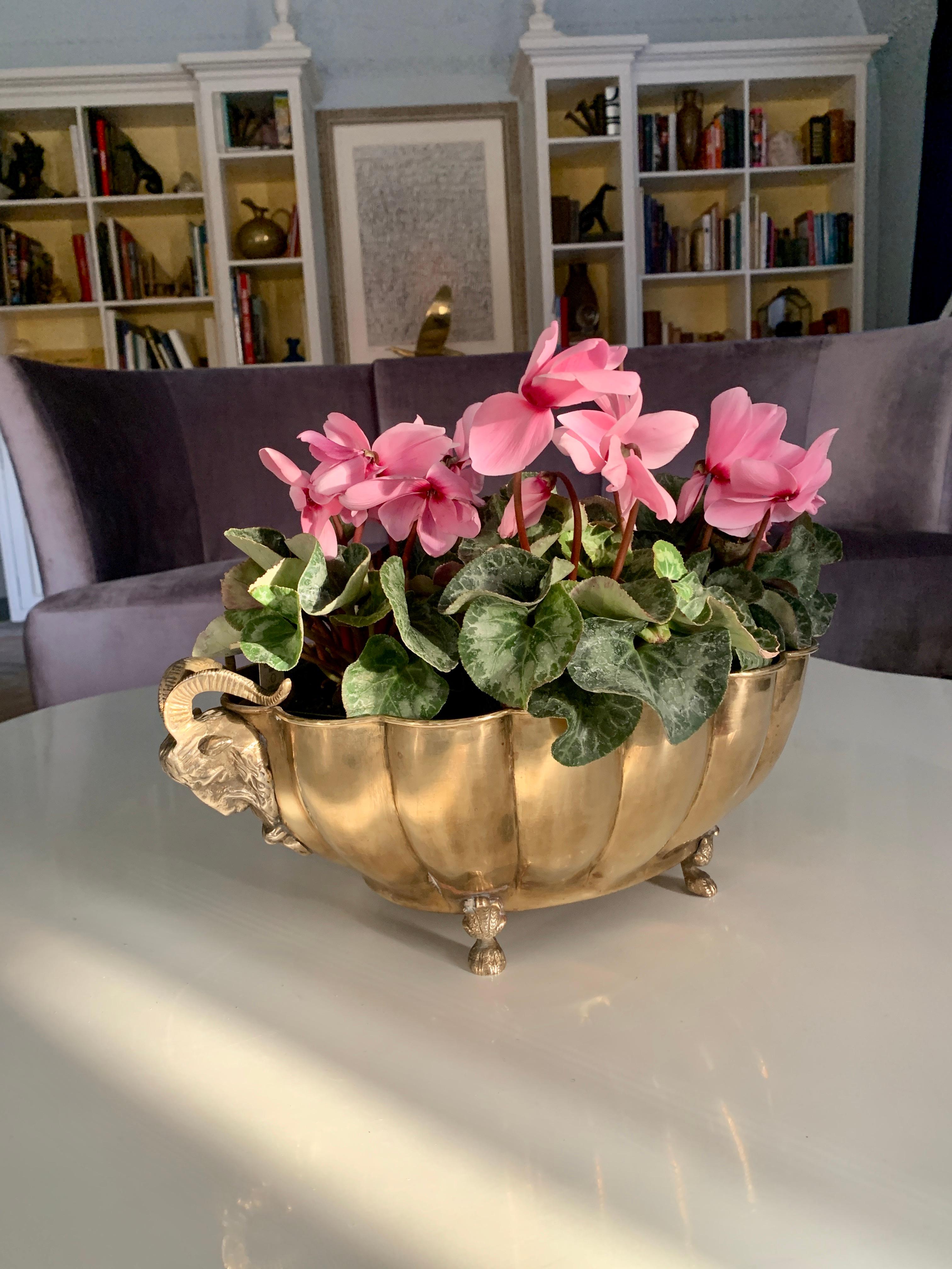 Brass jardinière with ram's head handles and paw feet, a large oval structure with bowed ribbing. A wonderful for fresh flowers, potted plants and a remarkable centerpiece.

Additionally it is a nice catch-all for everything from mail to love