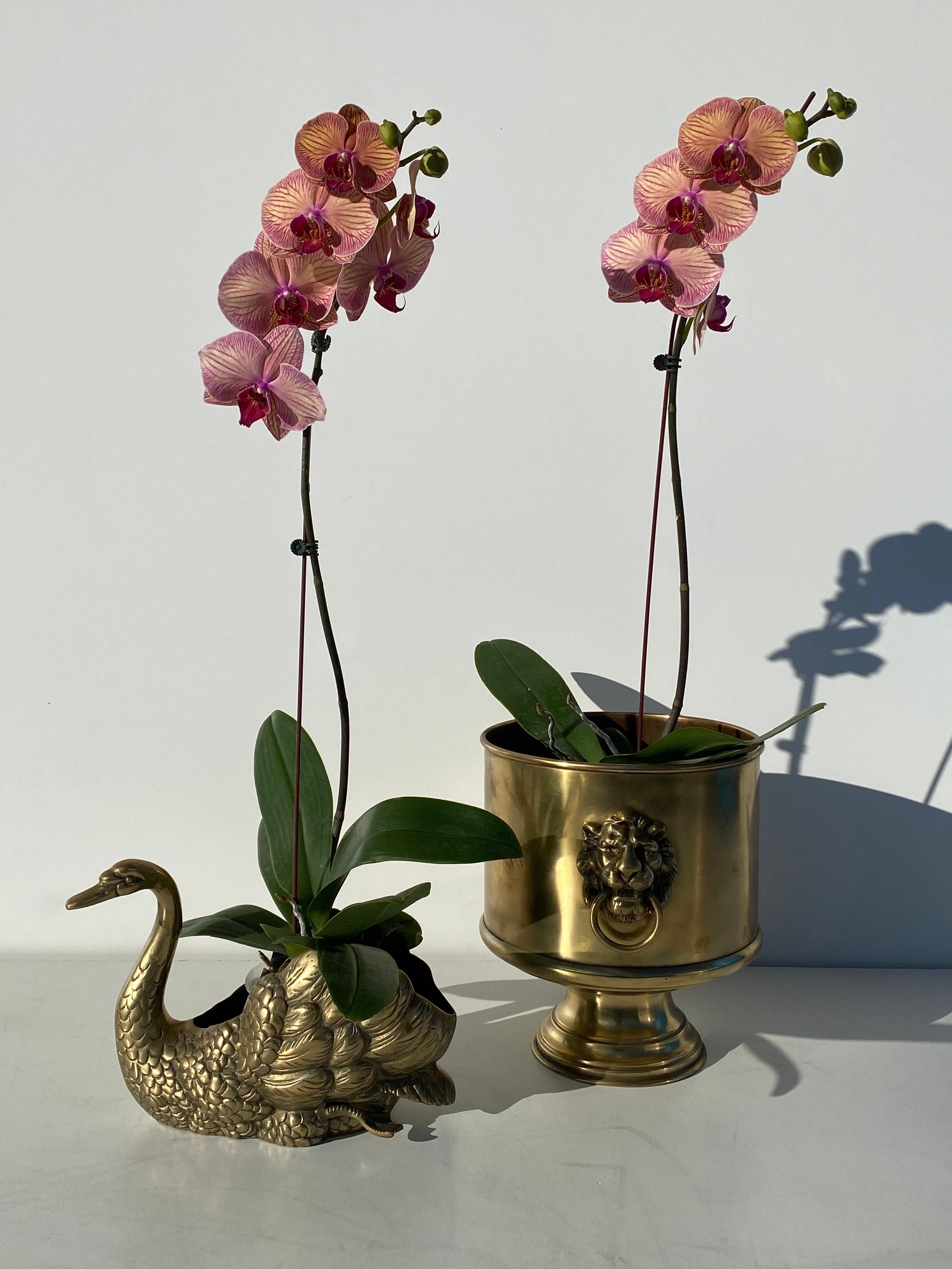 Brass Planter with Lion Morif For Sale 6