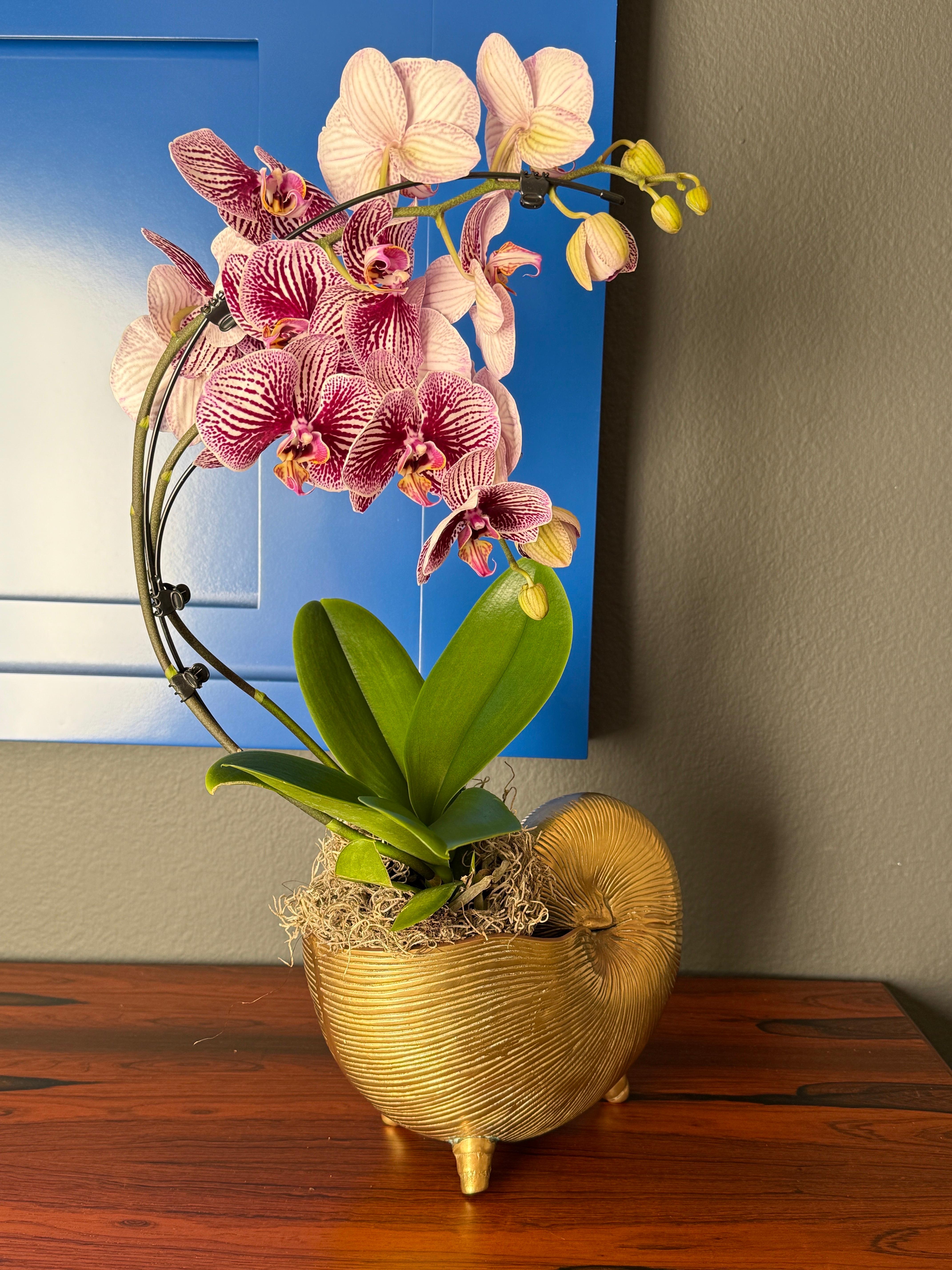 Brass Shell Conch Planter For Sale 3