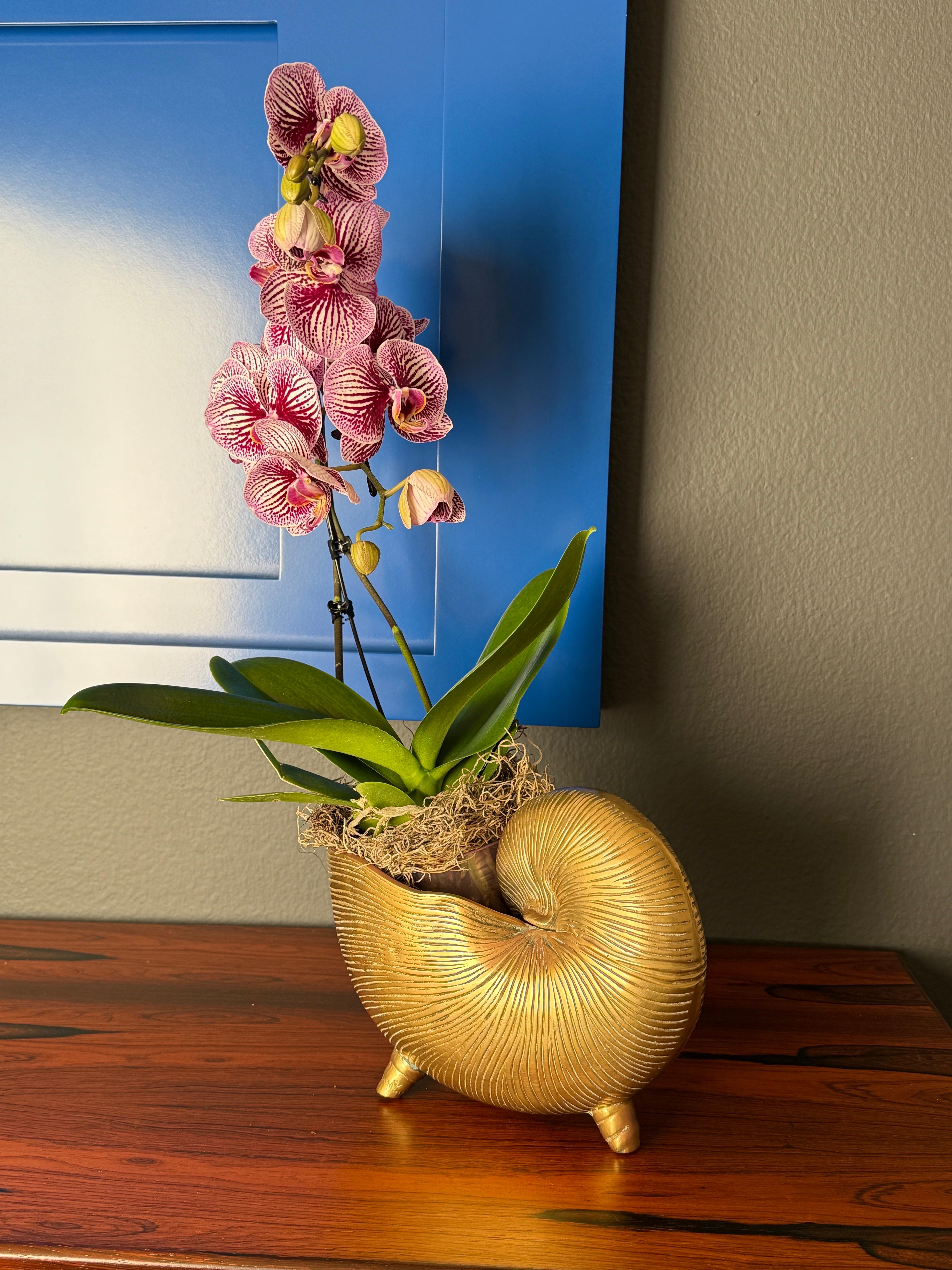 Brass Shell Conch Planter For Sale 4