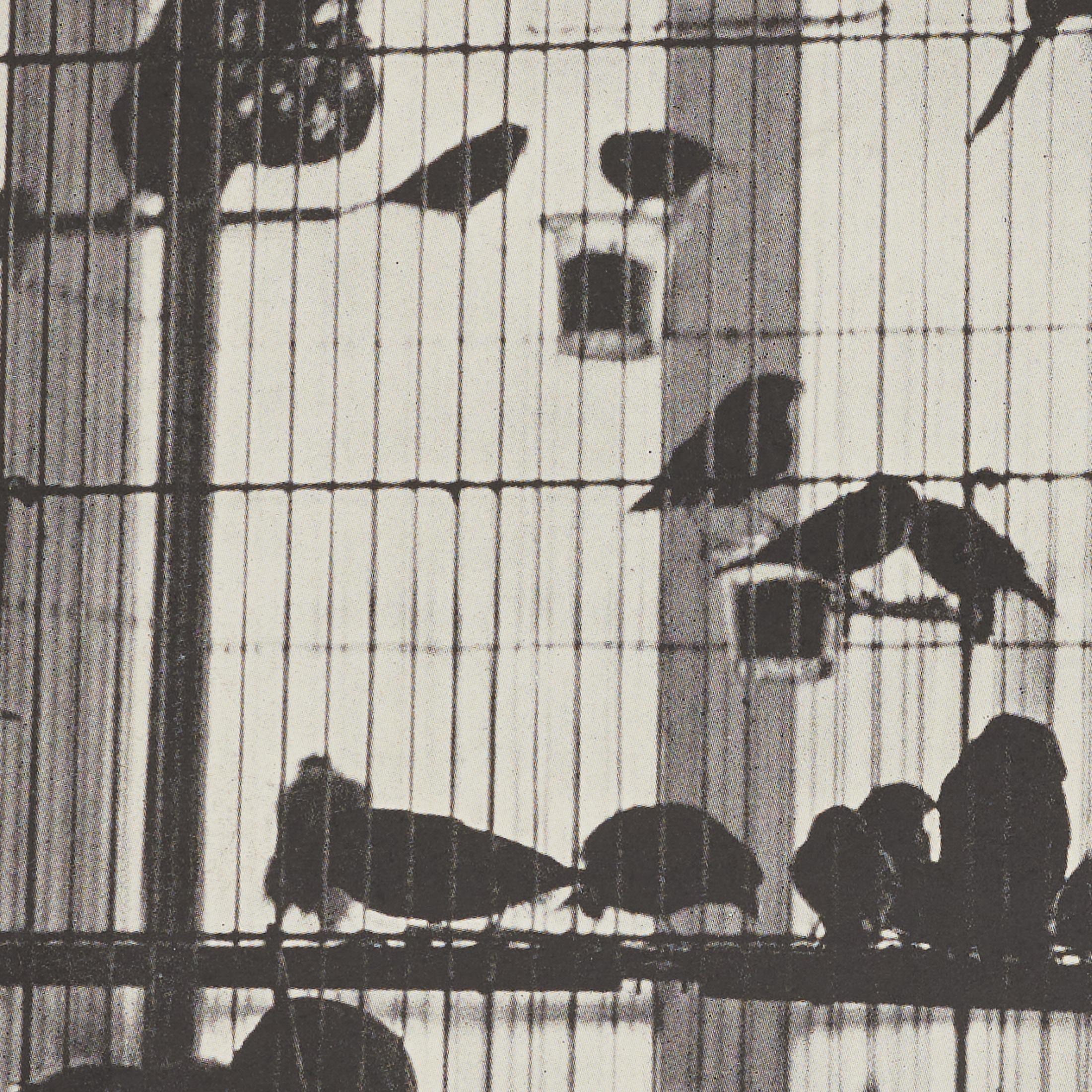 Héliogravure Brassaï - La volière d'Henri Matisse, Verve 1937, encadrée en vente 5