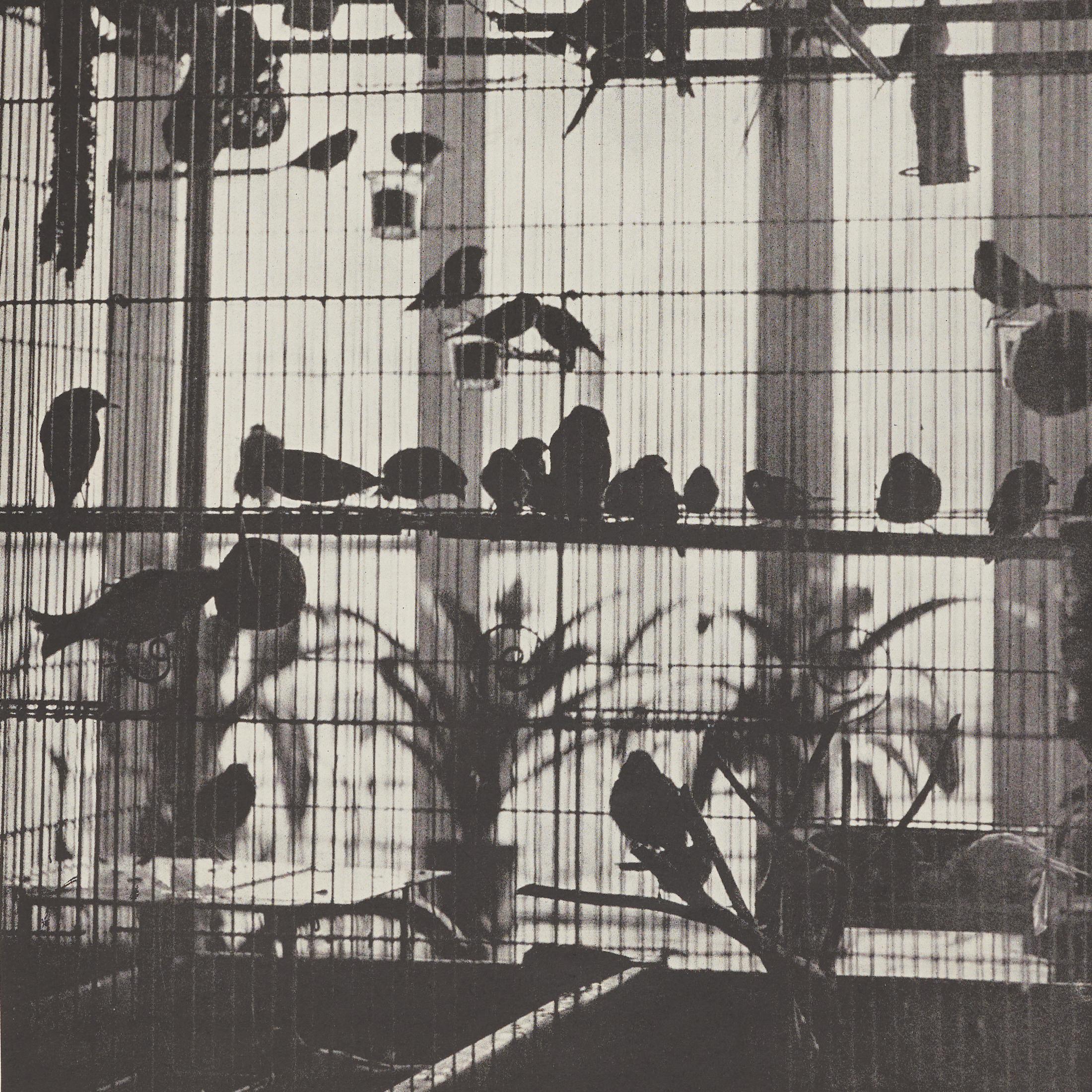 Héliogravure Brassaï - La volière d'Henri Matisse, Verve 1937, encadrée en vente 6