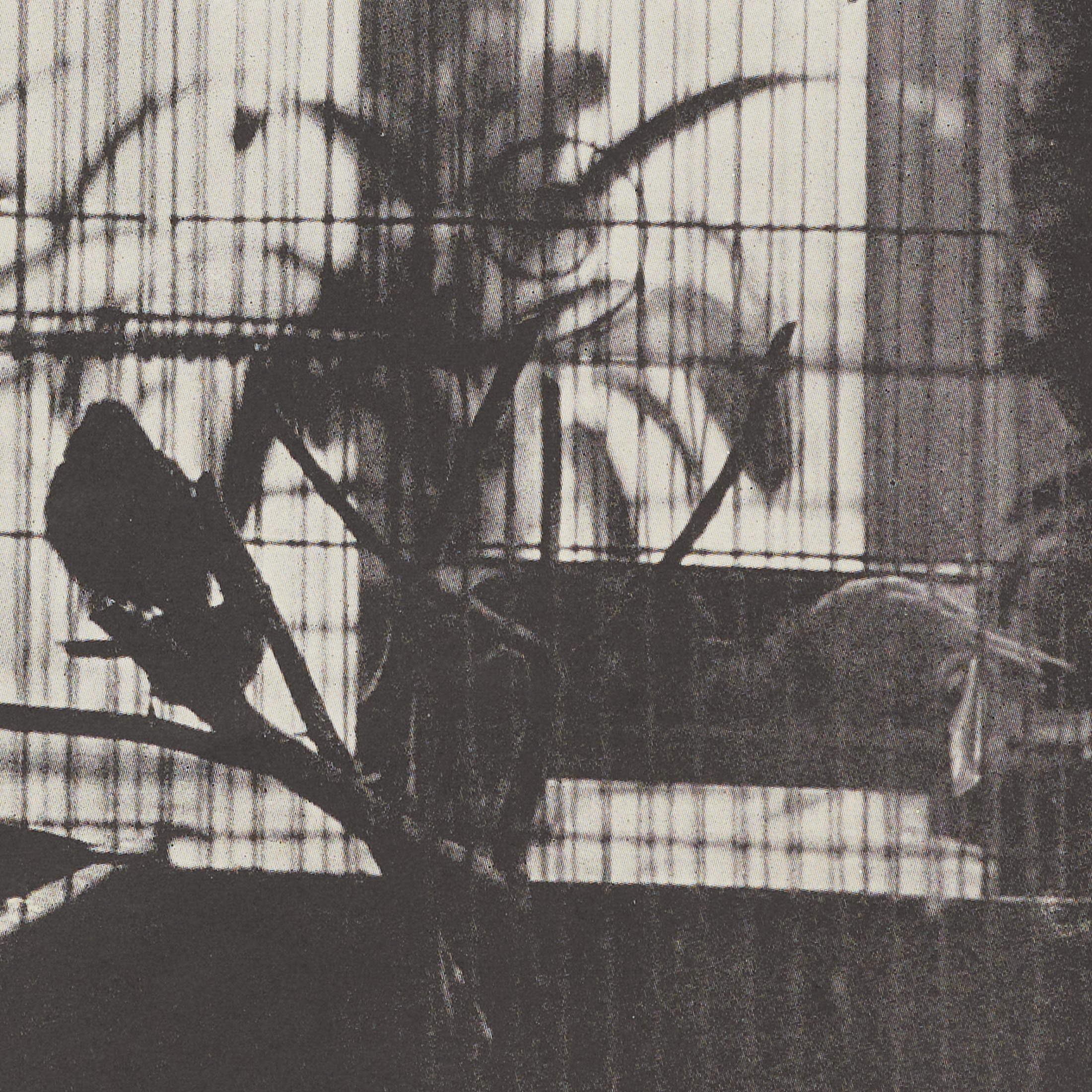 Mid-Century Modern Héliogravure Brassaï - La volière d'Henri Matisse, Verve 1937, encadrée en vente
